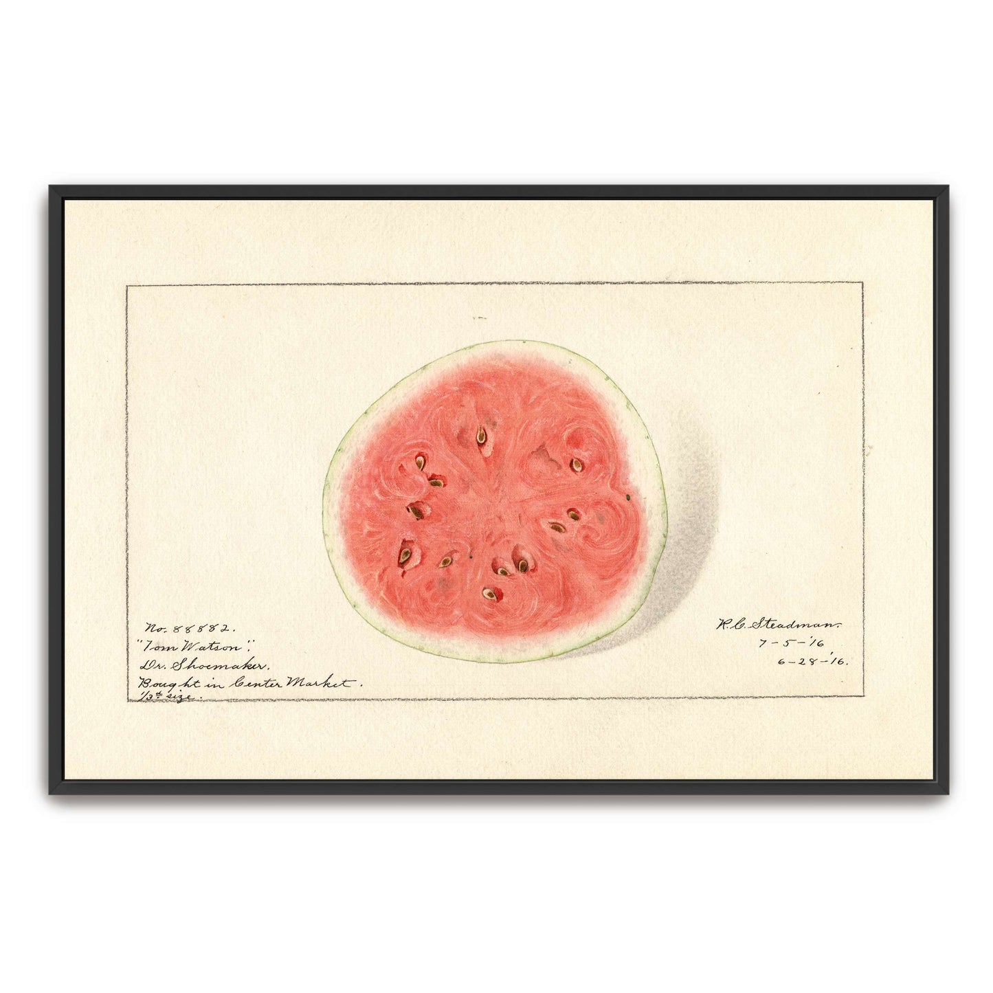 Watermelon half, botanical illustration by Royal Charles Steadman