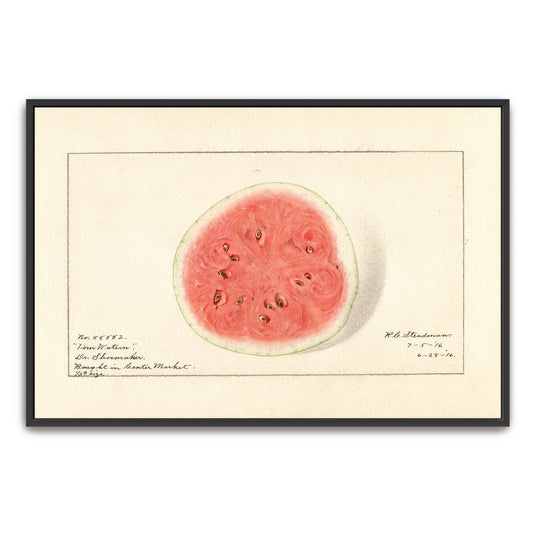 Watermelon half, botanical illustration by Royal Charles Steadman