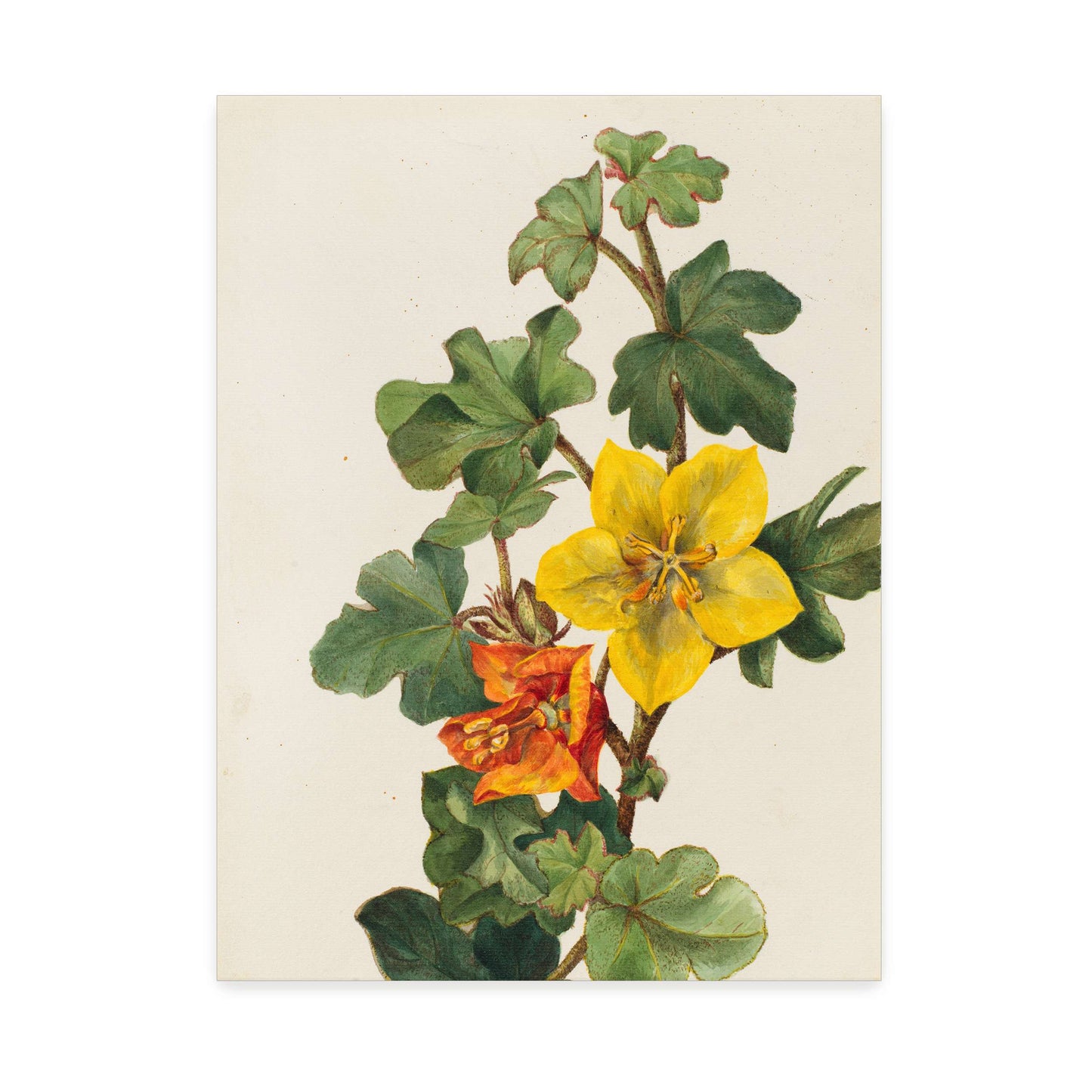 Yellow and orange flowers by Mary Vaux Walcott