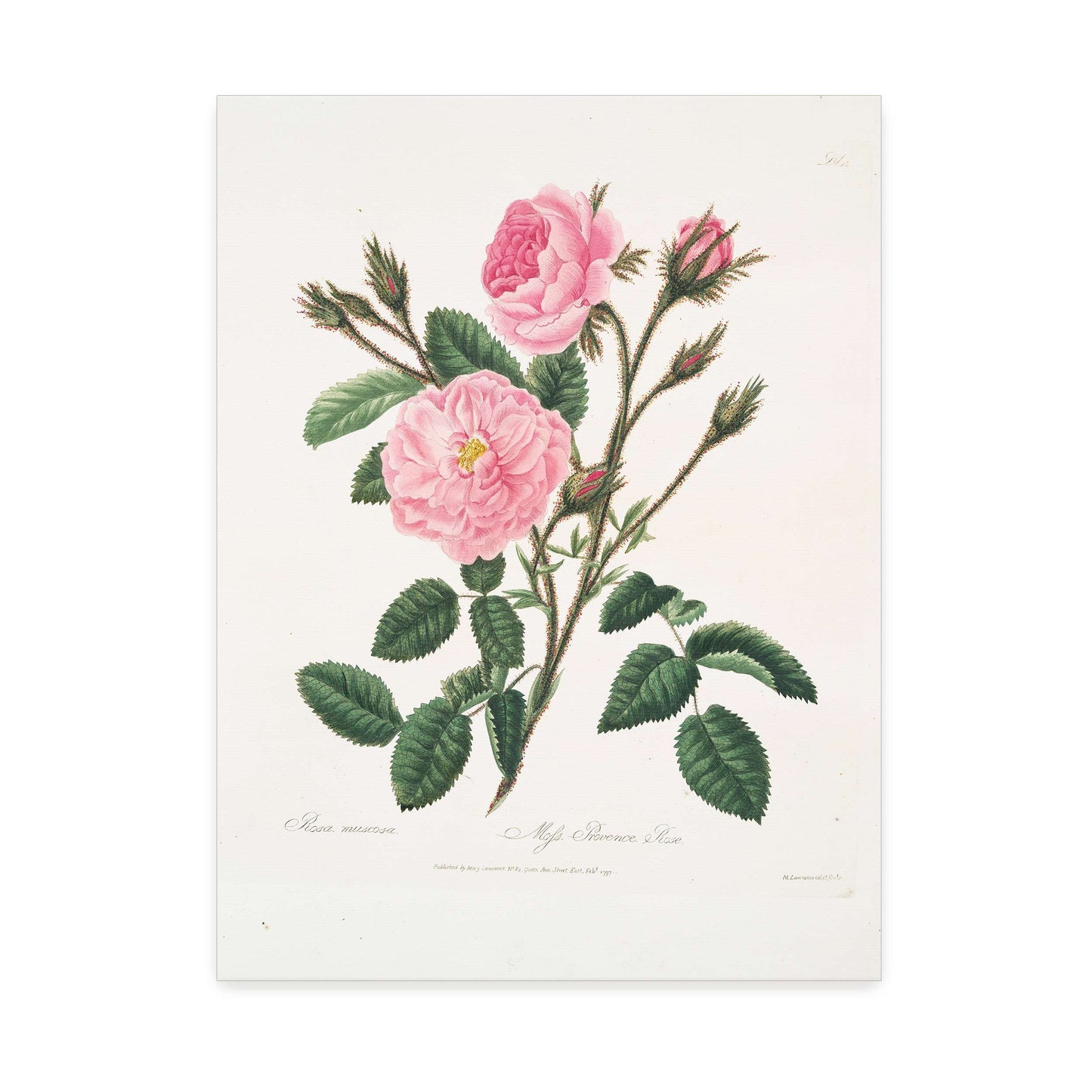 Pink rose botanical illustration by Mary Lawrance