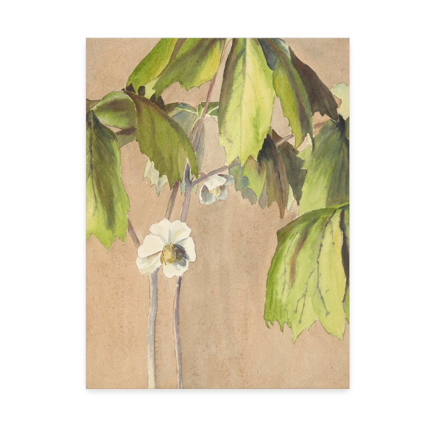 Watercolor painting of May Apple by Hannah Borger Overbeck