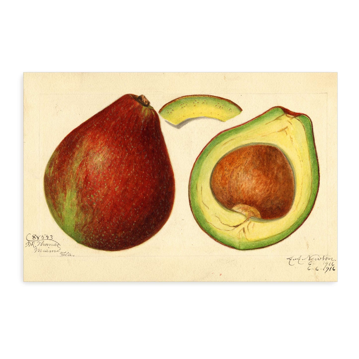 Avocado and pear watercolor by Amanda Almira Newton