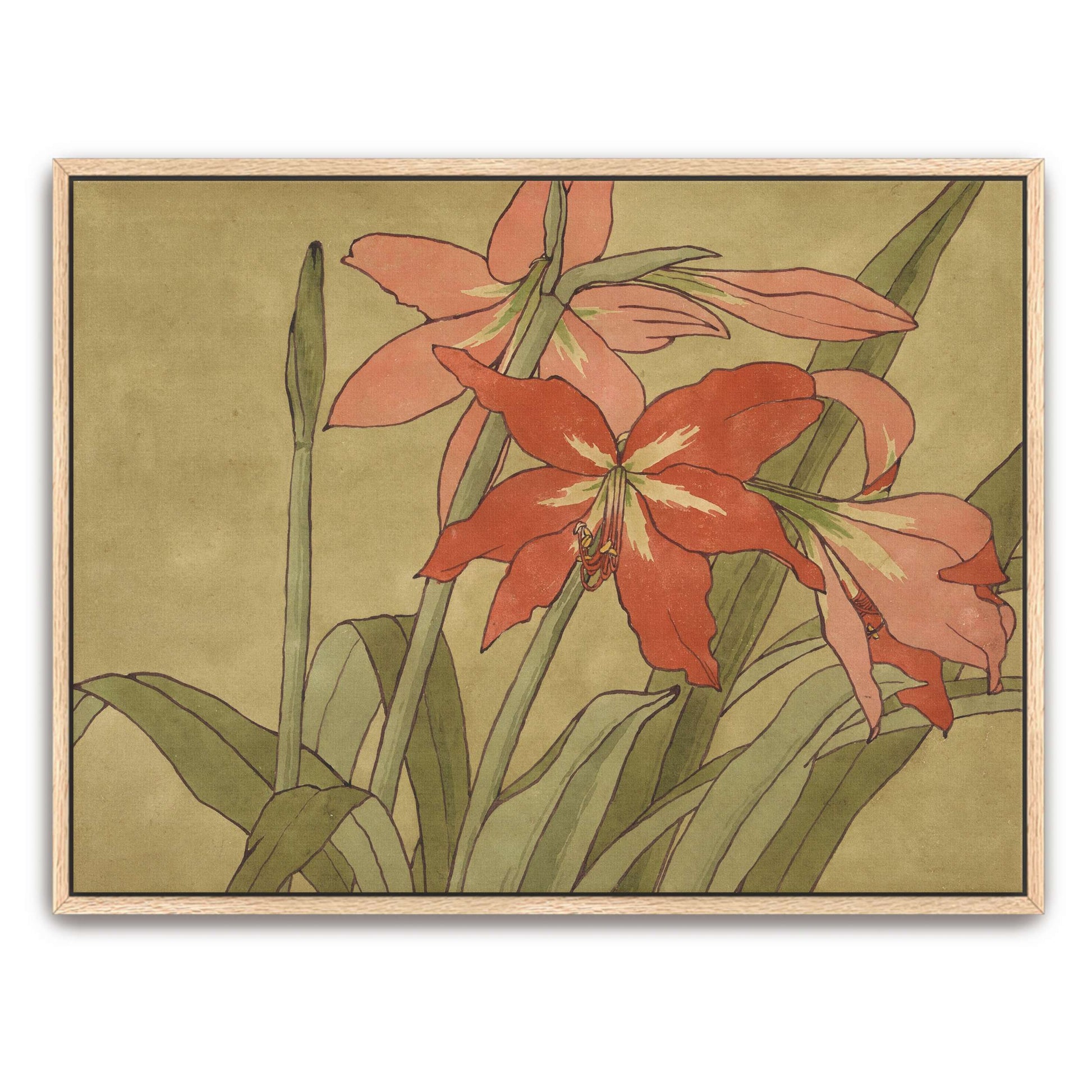 Amaryllis flowers, botanical art by Hannah Borger Overbeck