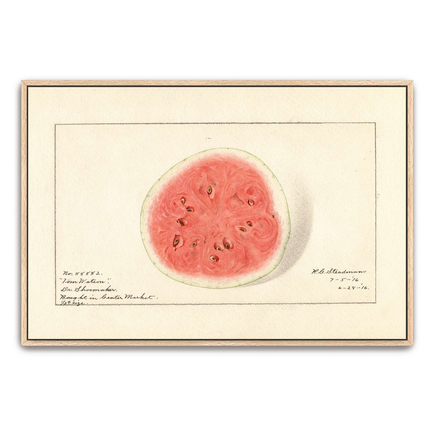 Watermelon half, botanical illustration by Royal Charles Steadman