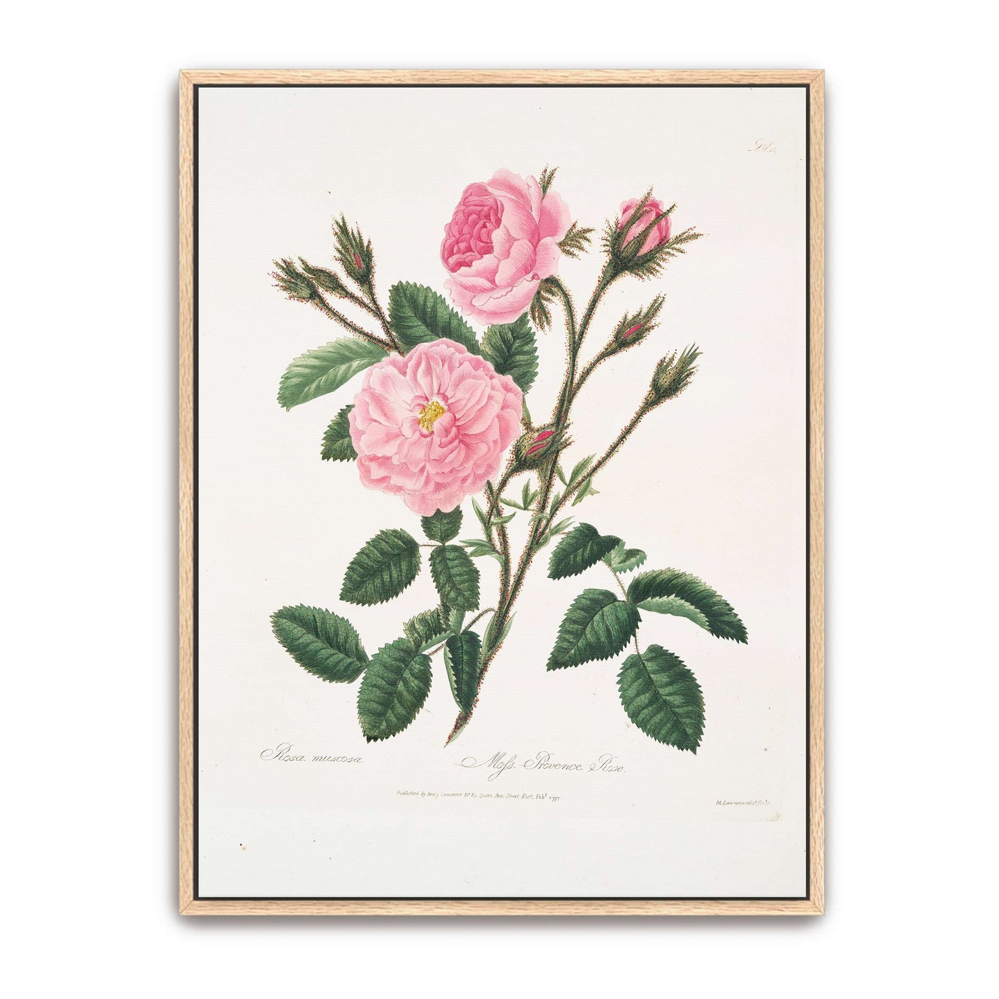Pink rose botanical illustration by Mary Lawrance