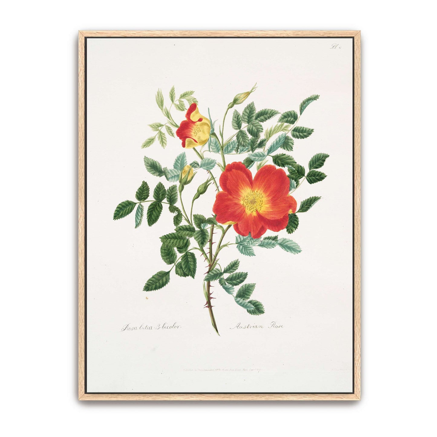 Austrian Rose botanical illustration by Mary Lawrance