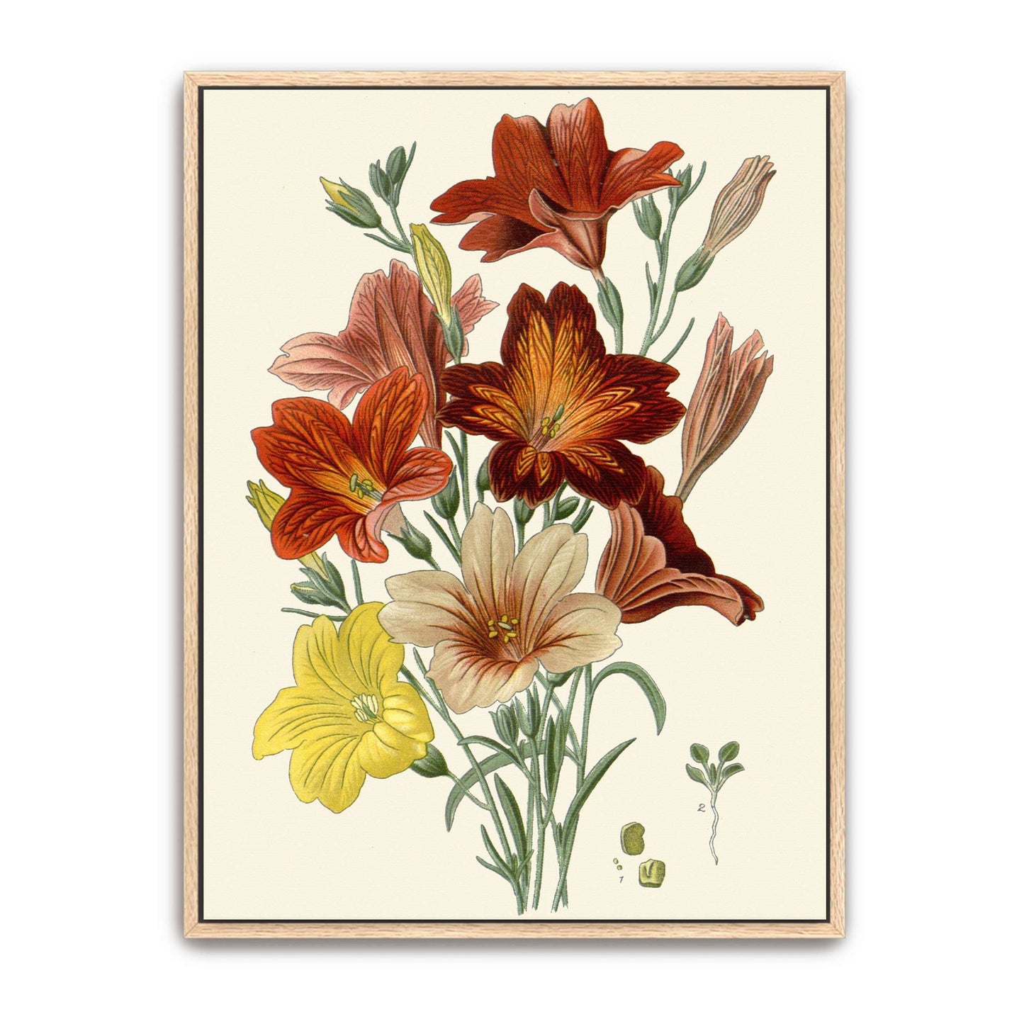 Botanical illustration of flowers by Edward Step