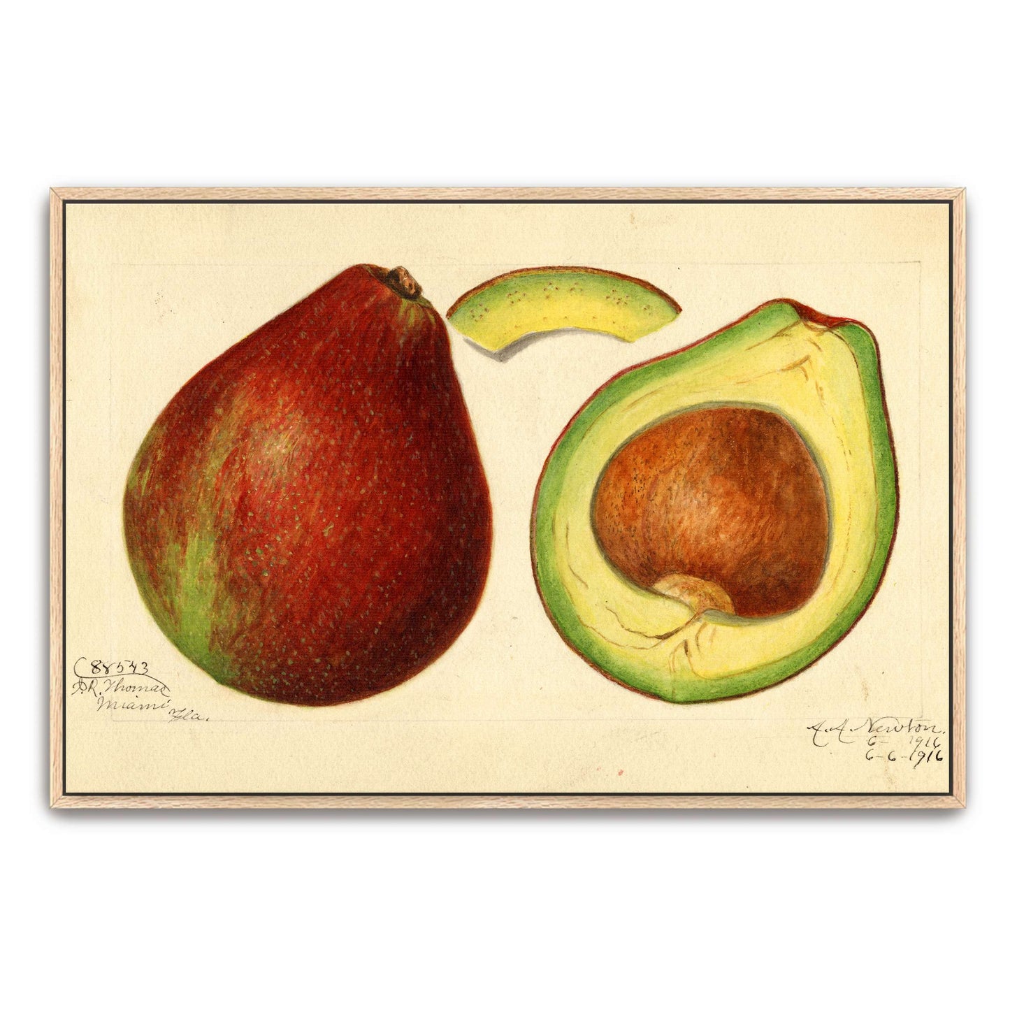 Avocado and pear watercolor by Amanda Almira Newton