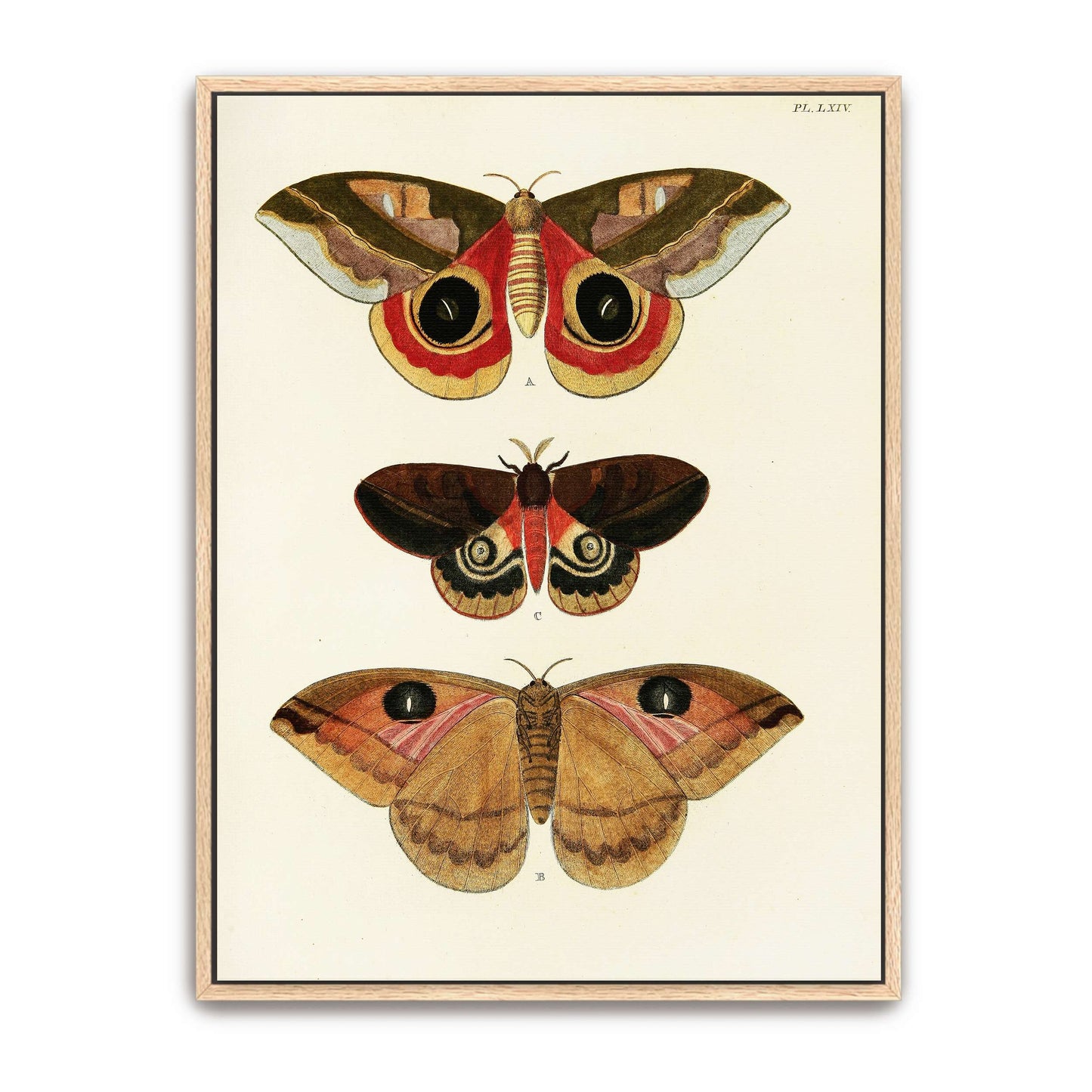 Three butterfly specimens on white background by Pieter Cramer