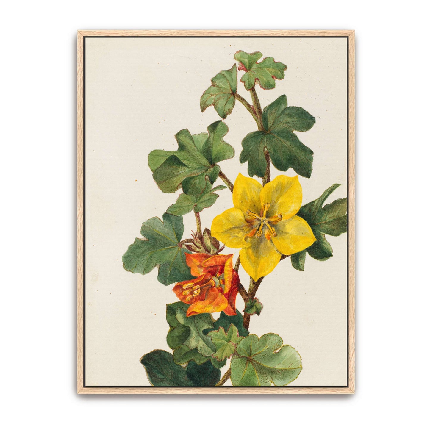 Yellow and orange flowers by Mary Vaux Walcott
