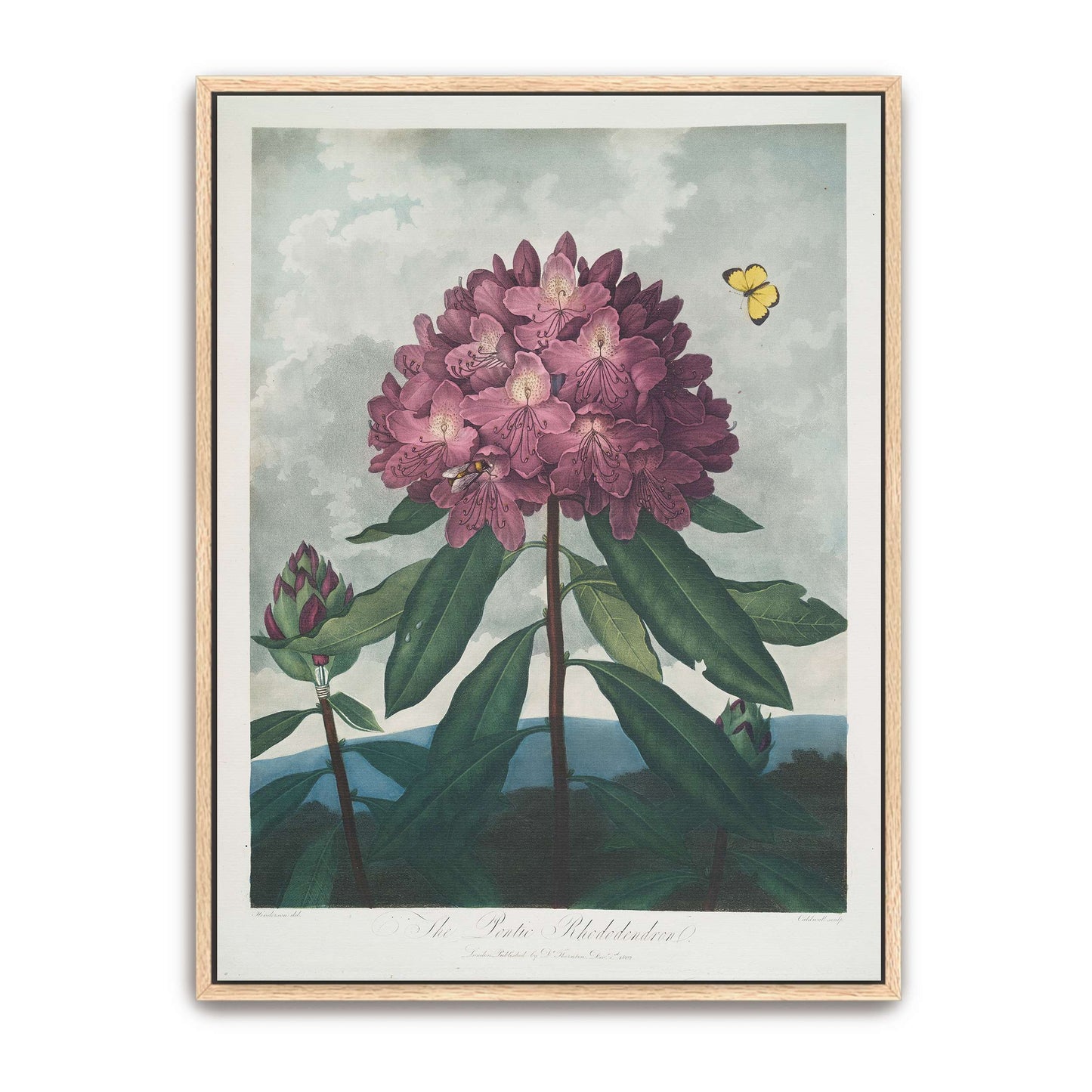 Pink Rhododendron with Insects by Robert John Thornton