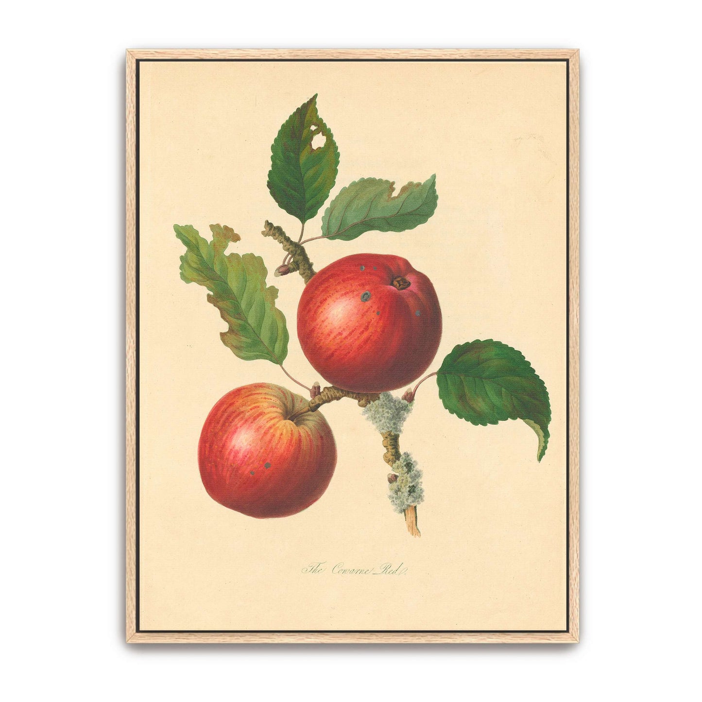 Two red apples on a branch by Thomas Andrew Knight