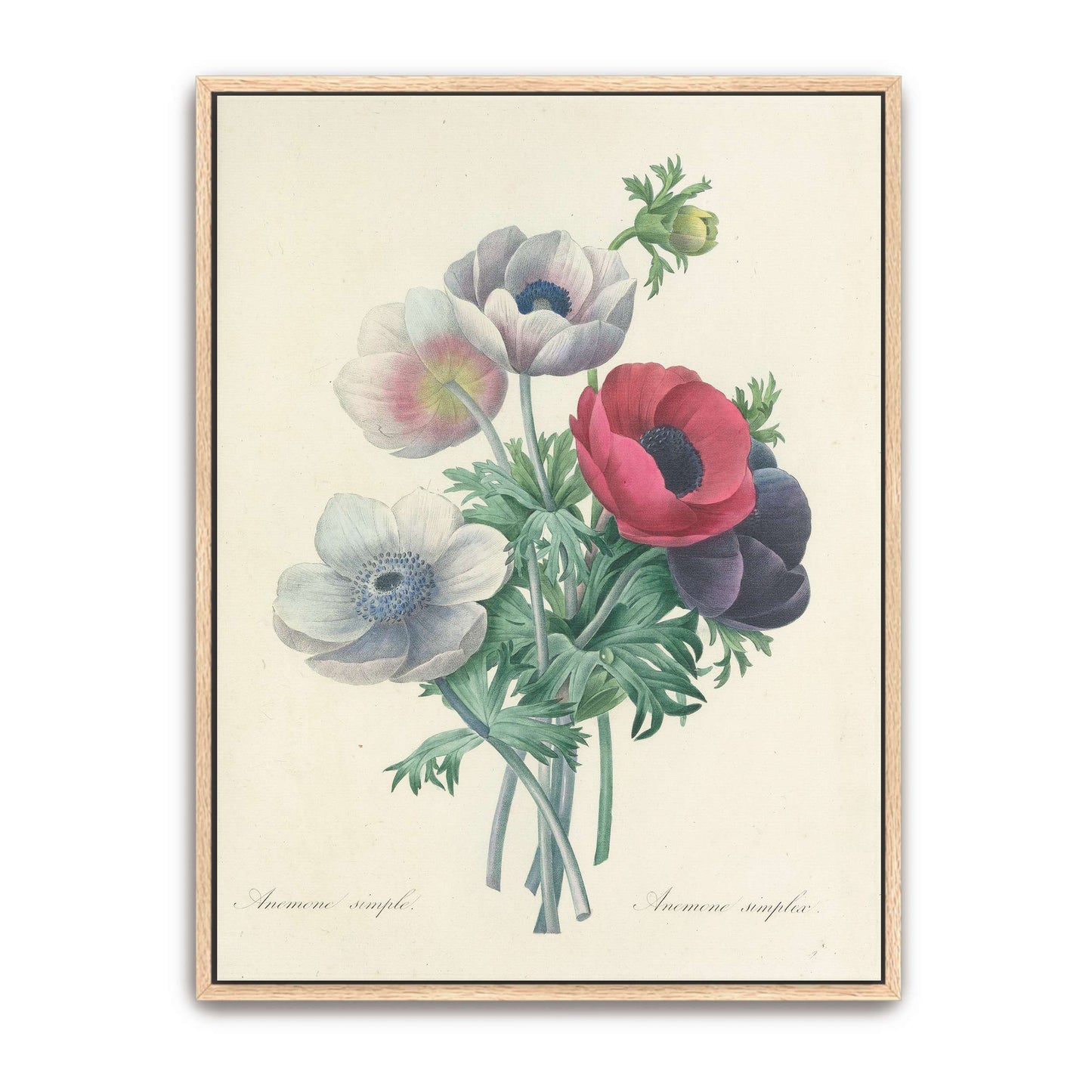 Anemone flowers botanical art by Pierre Joseph Redouté