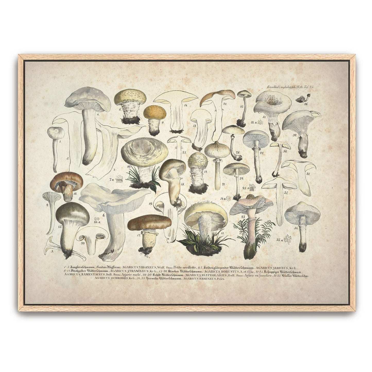 Mushroom illustration, botanical art by J. V. Krombholz
