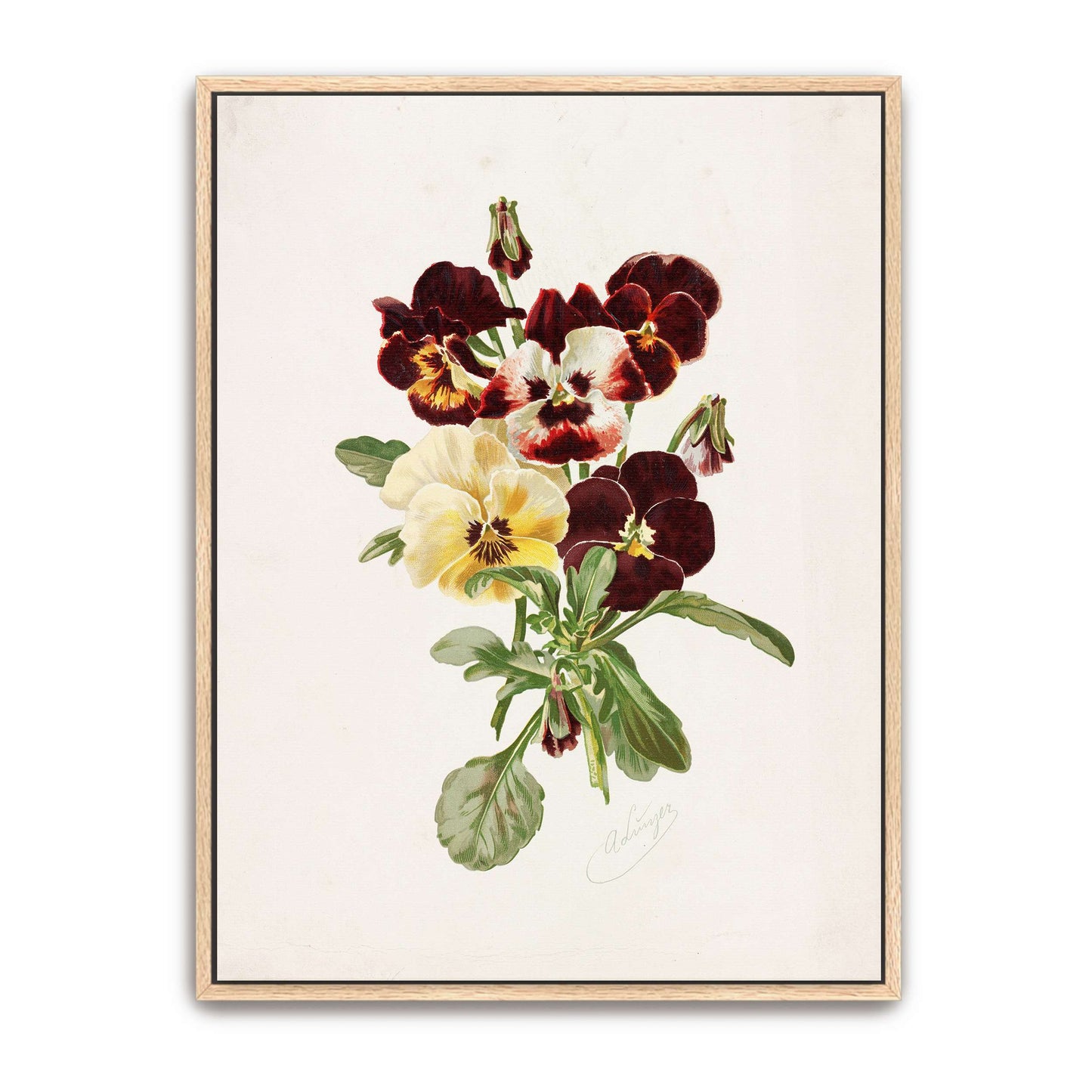 Dark and Light Pansies Bouquet by Alois Lunzer