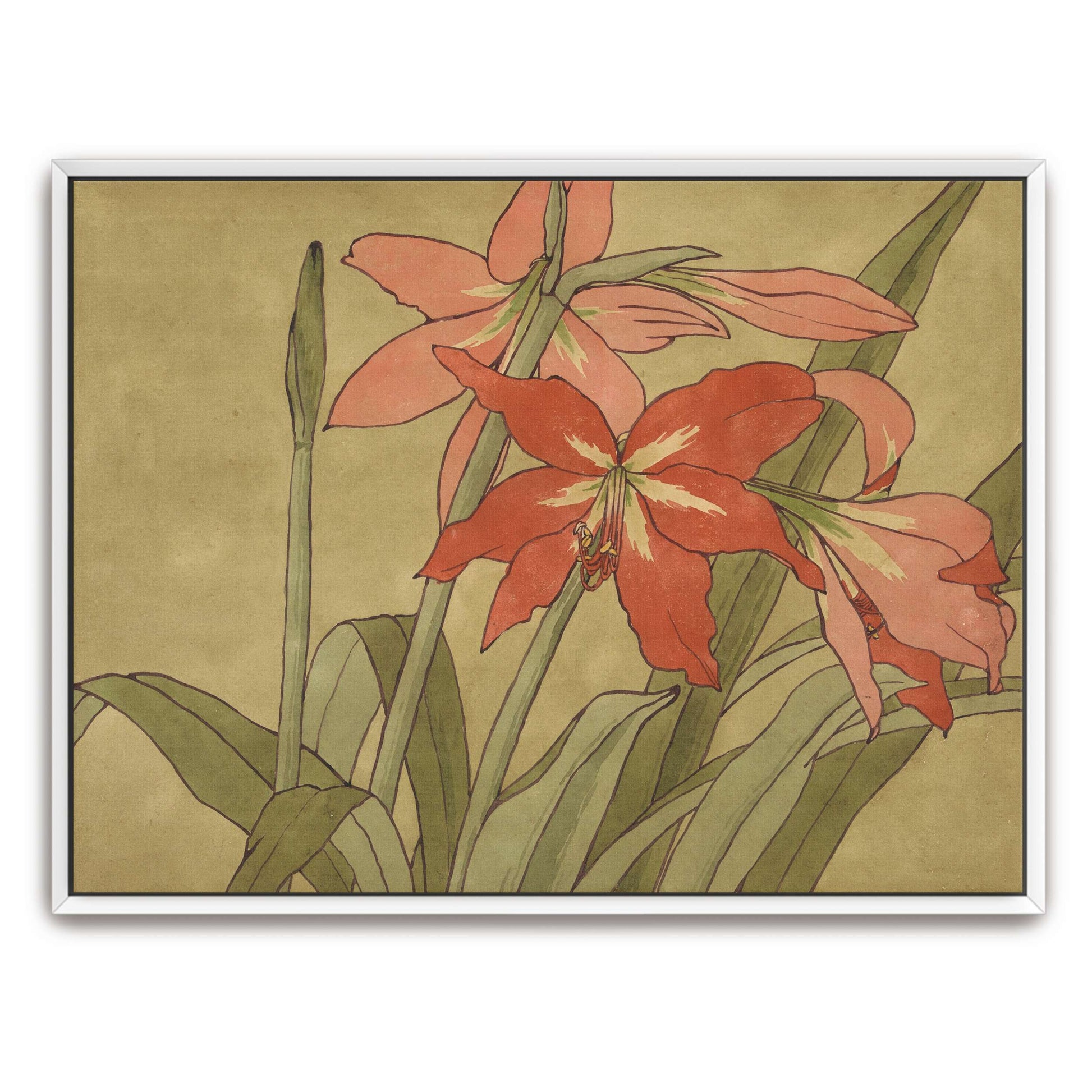 Amaryllis flowers, botanical art by Hannah Borger Overbeck