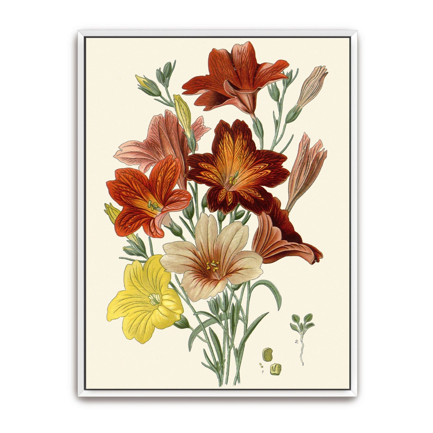 Botanical illustration of flowers by Edward Step