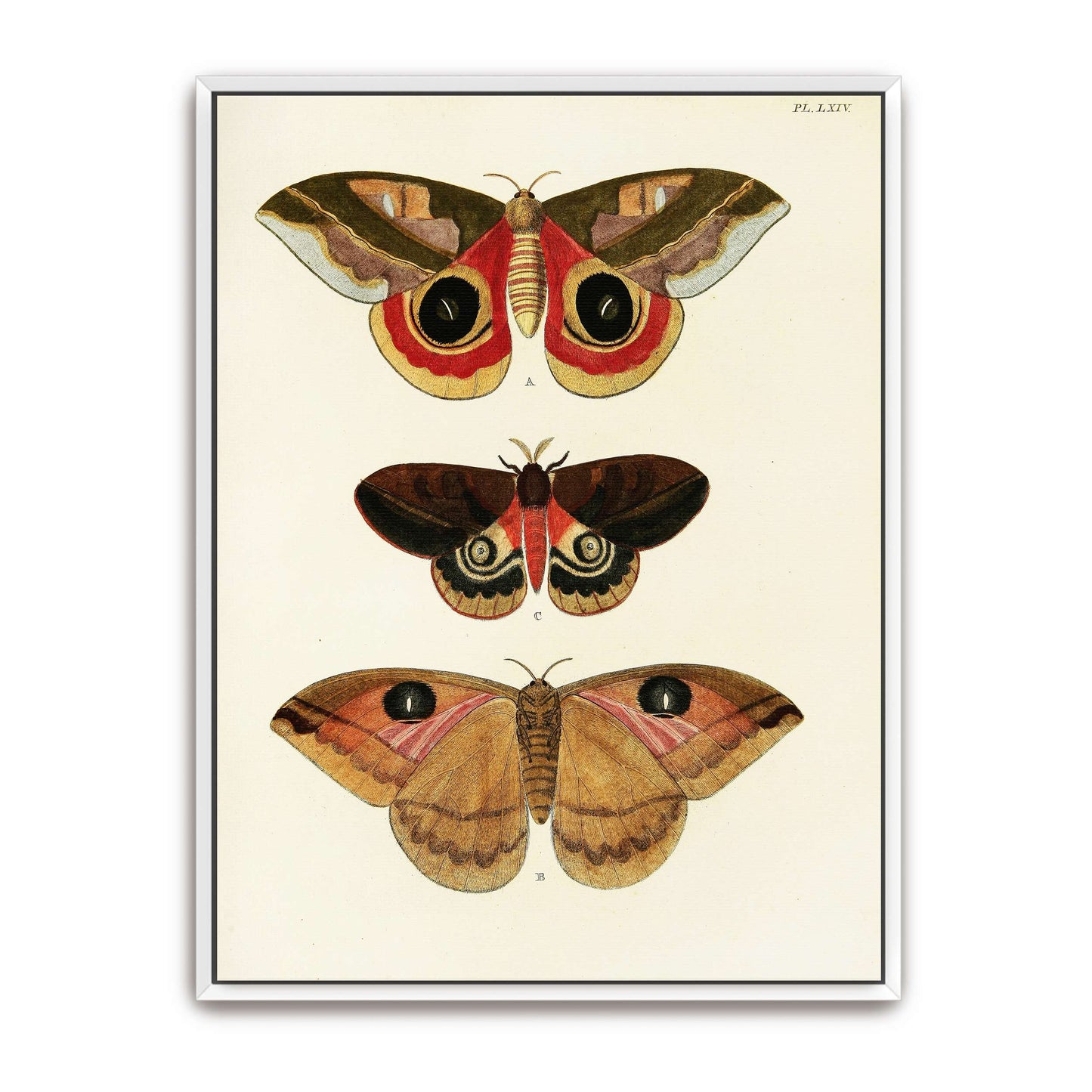 Three butterfly specimens on white background by Pieter Cramer