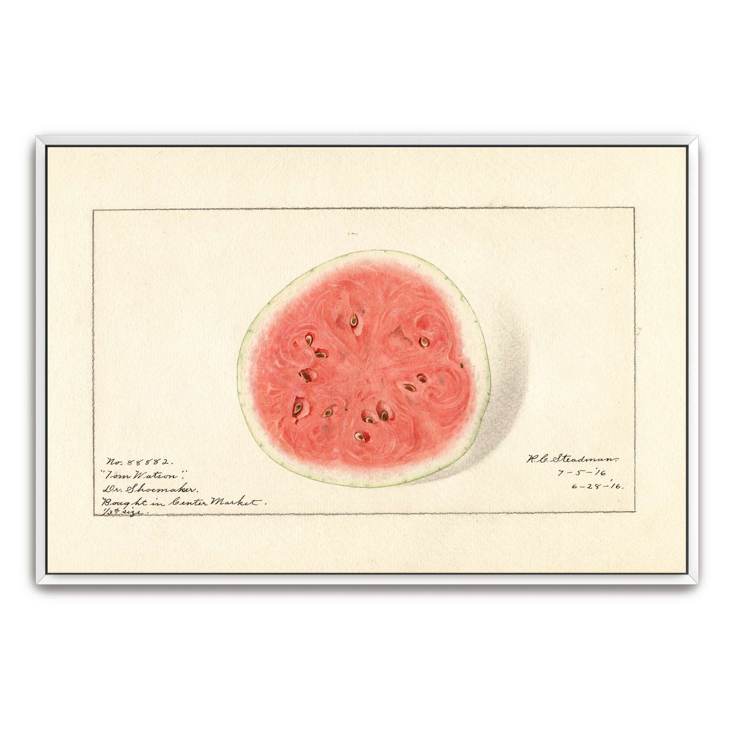 Watermelon half, botanical illustration by Royal Charles Steadman