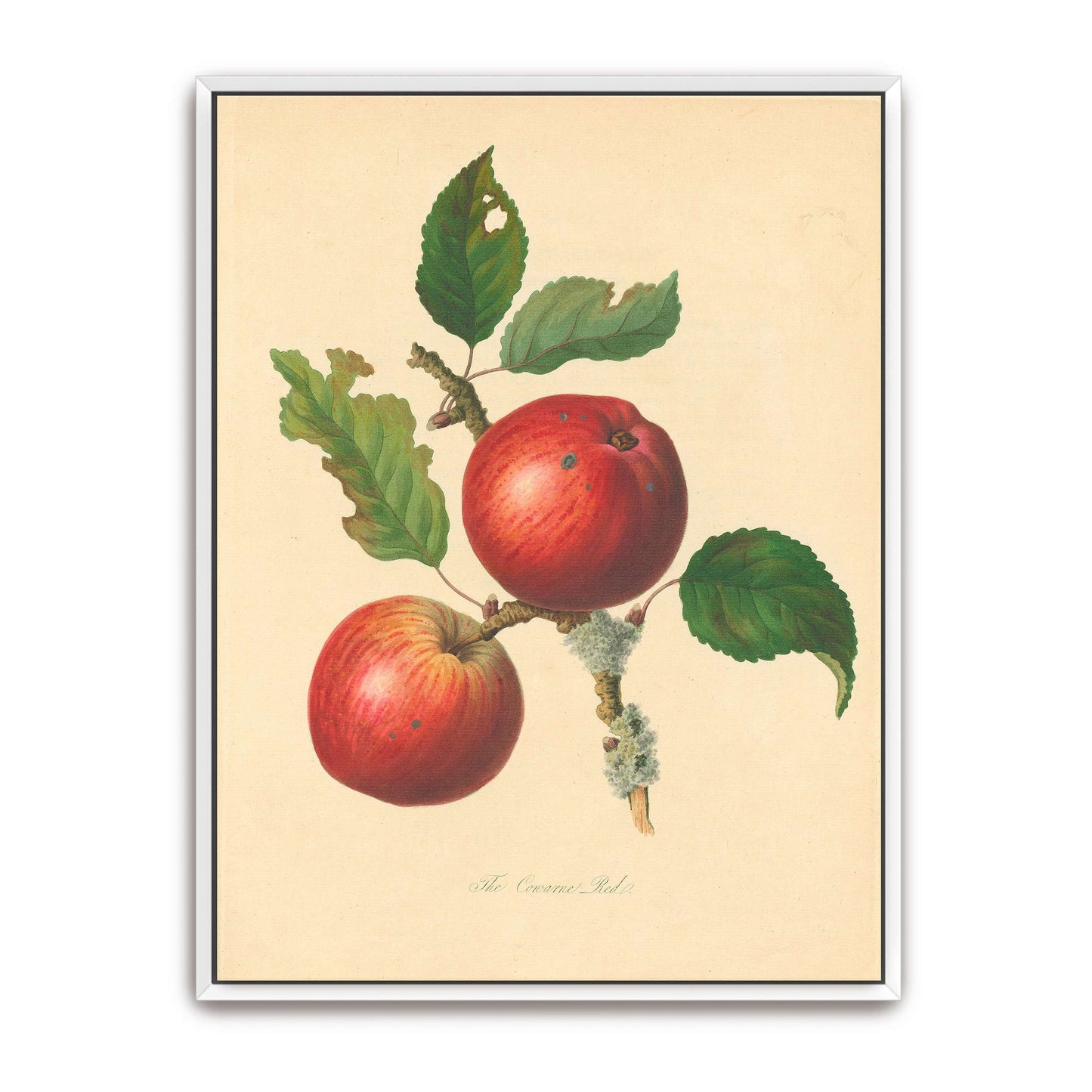 Two red apples on a branch by Thomas Andrew Knight