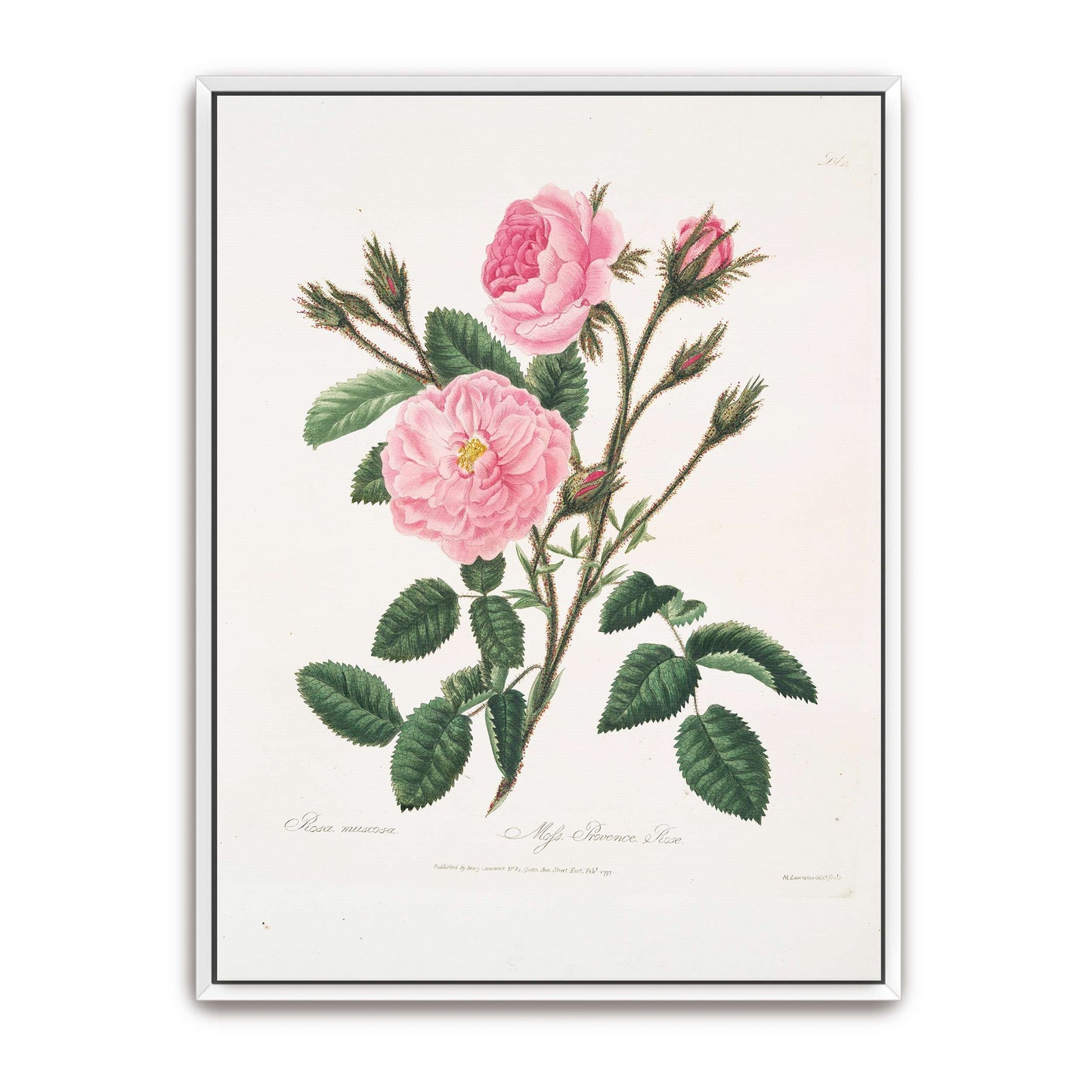 Pink rose botanical illustration by Mary Lawrance