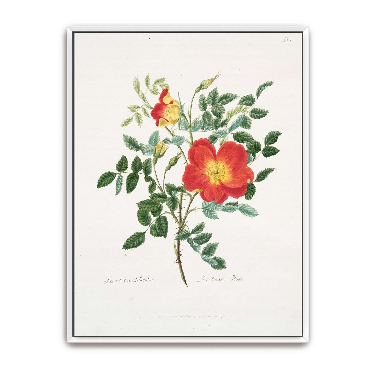 Austrian Rose botanical illustration by Mary Lawrance