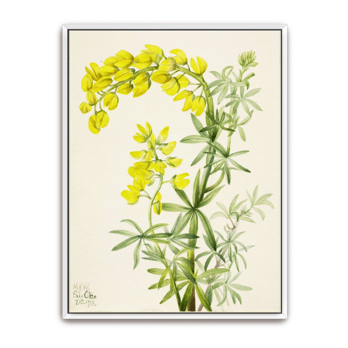 Yellow lupine watercolor painting by Mary Vaux Walcott