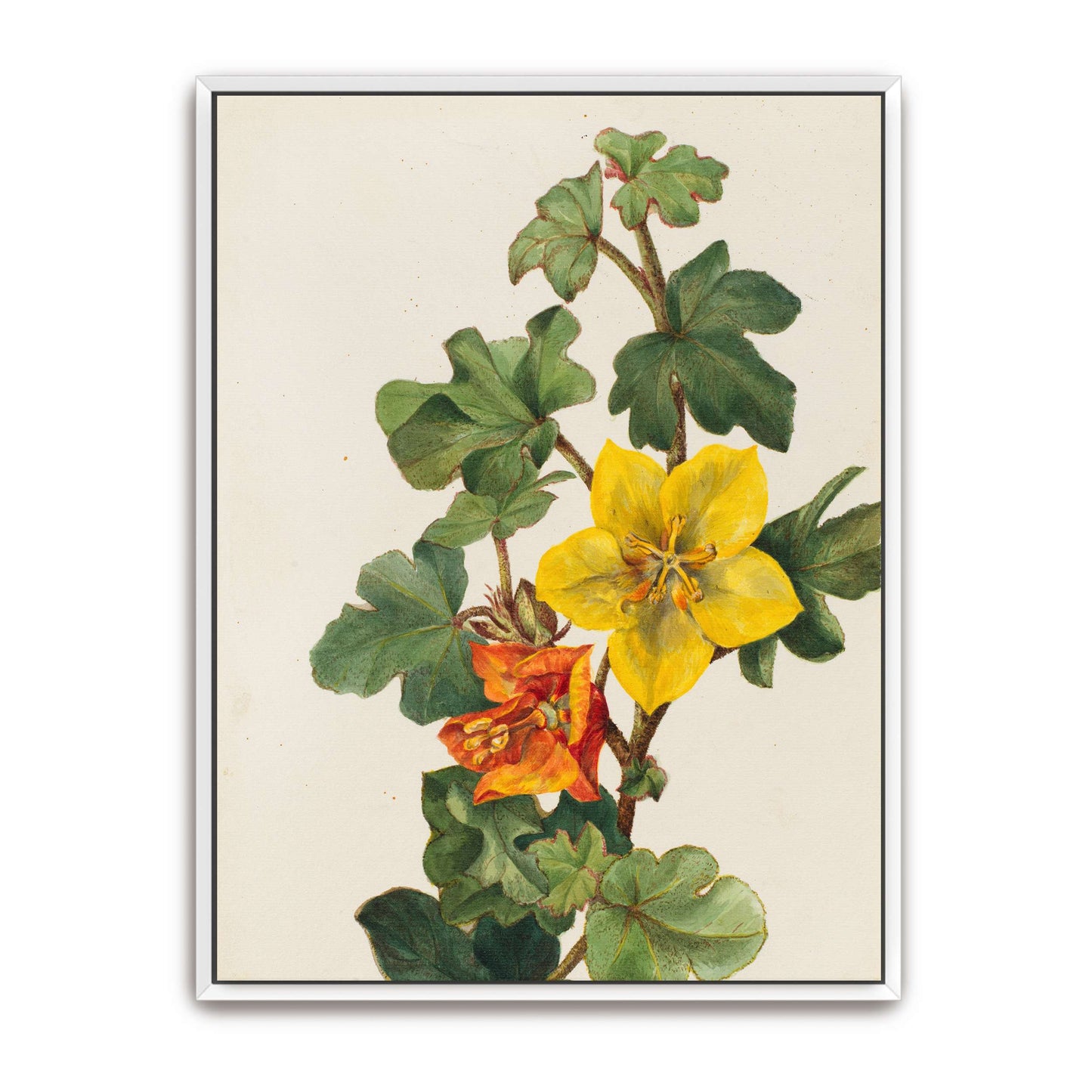 Yellow and orange flowers by Mary Vaux Walcott