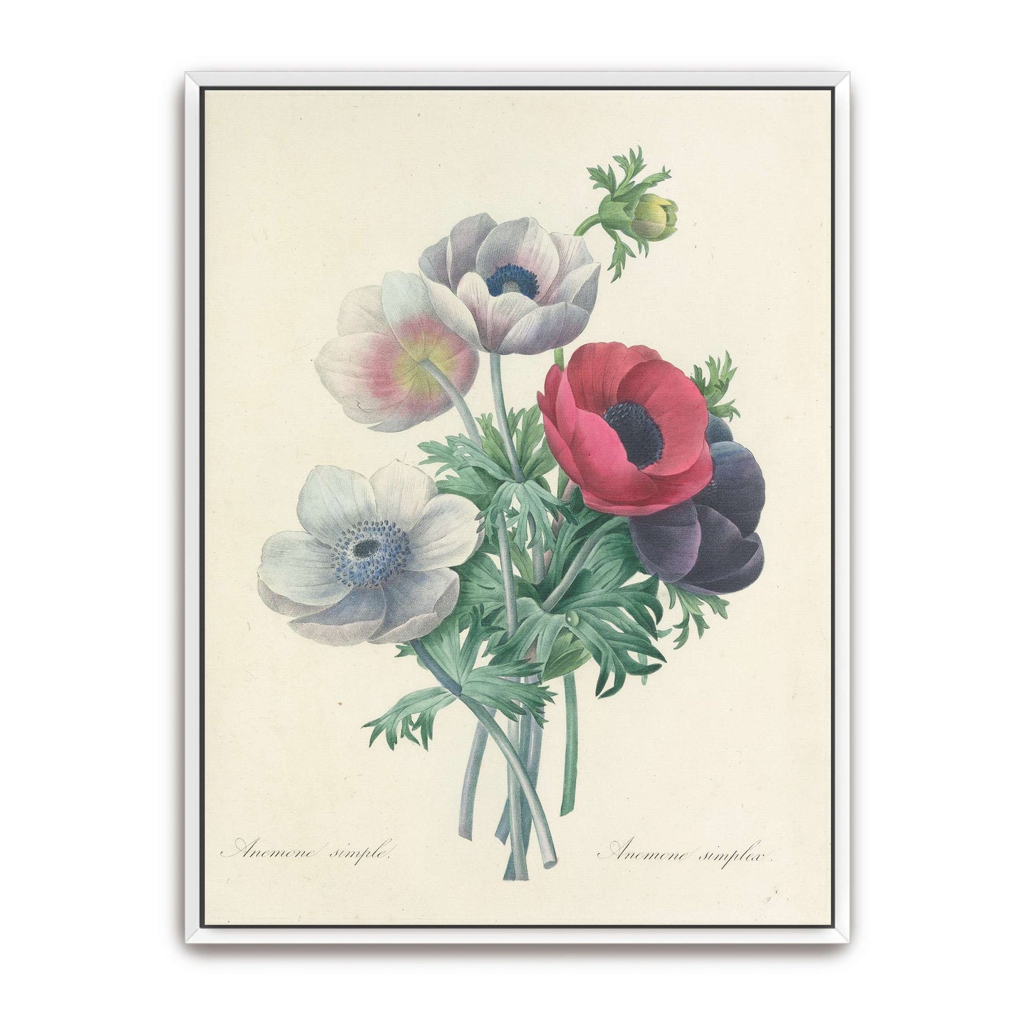 Anemone flowers botanical art by Pierre Joseph Redouté