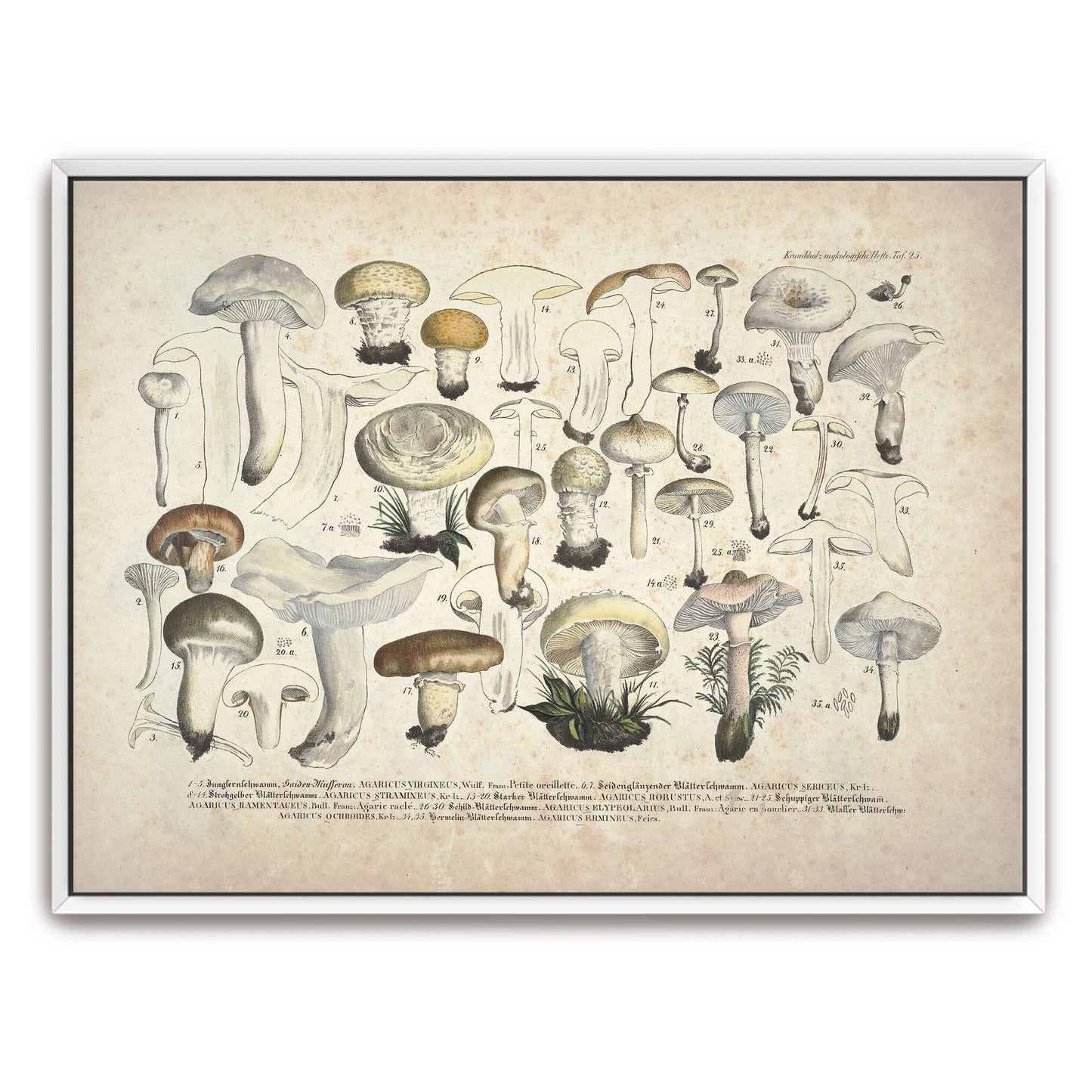 Mushroom illustration, botanical art by J. V. Krombholz