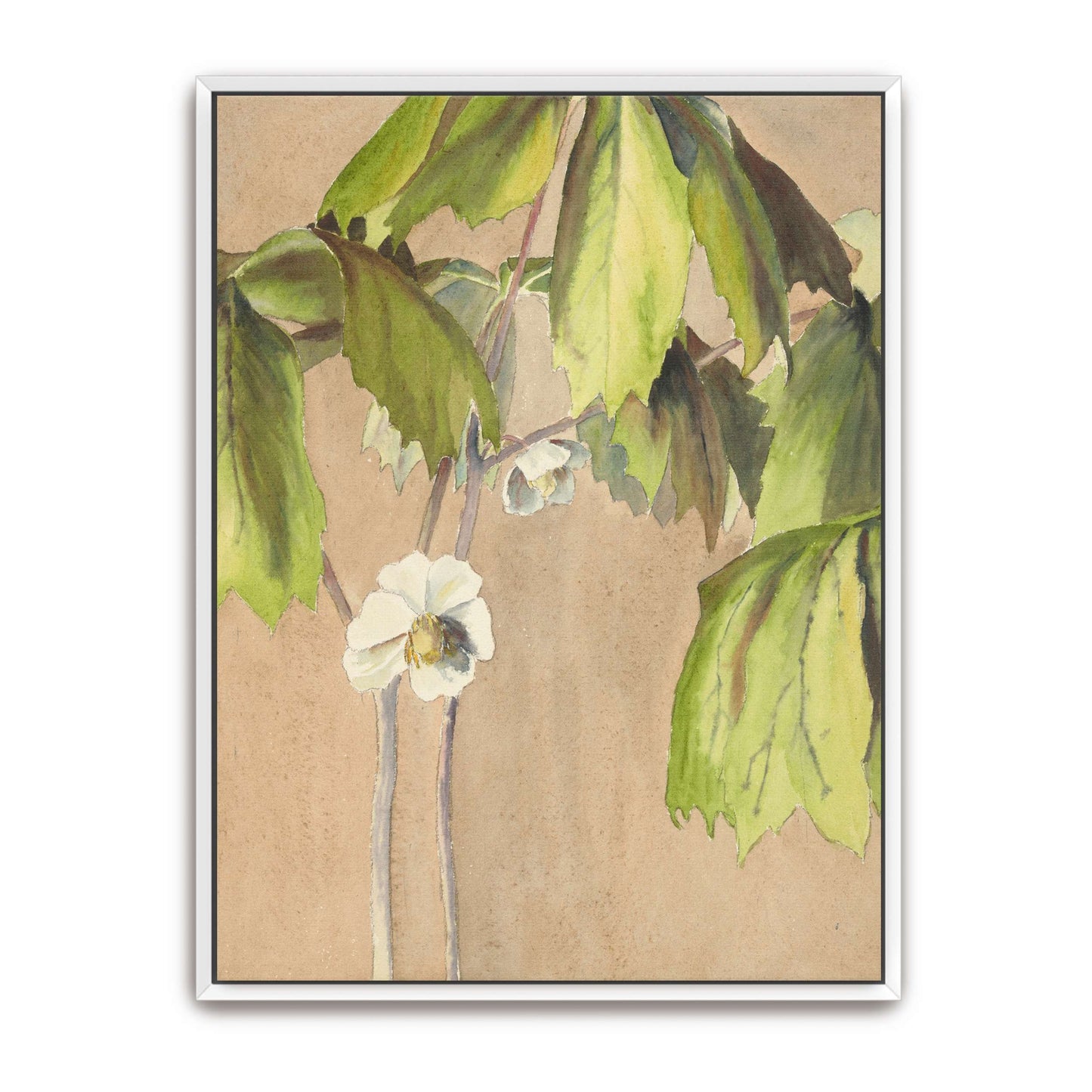 Watercolor painting of May Apple by Hannah Borger Overbeck
