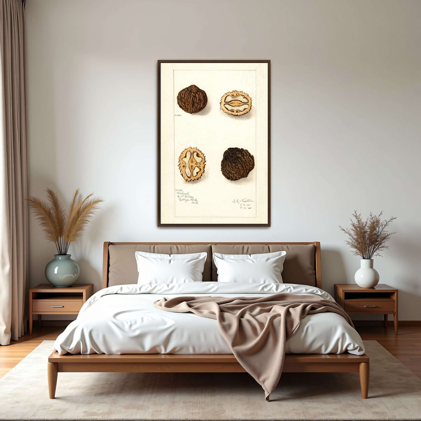 Walnut botanical illustration by Amanda Almira Newton