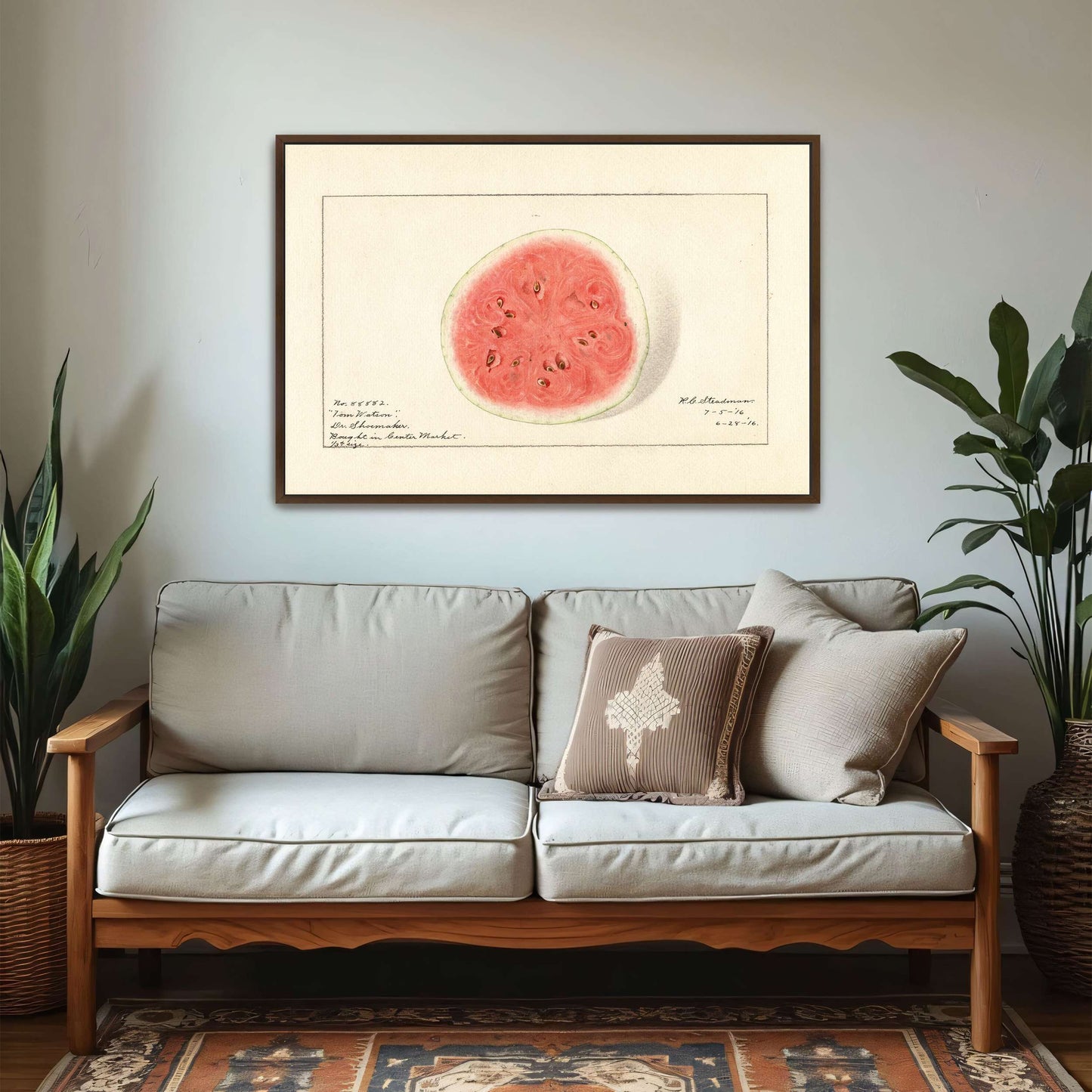 Watermelon half, botanical illustration by Royal Charles Steadman