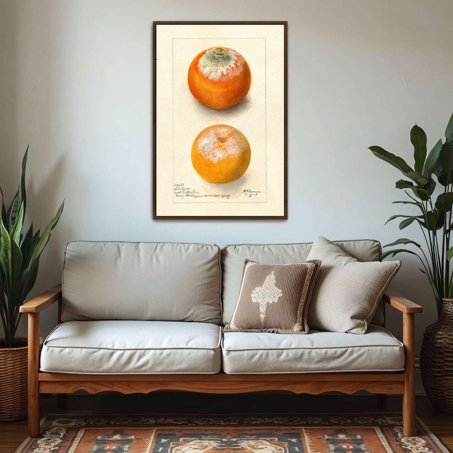 Moldy oranges, botanical study by Deborah Griscom Passmore