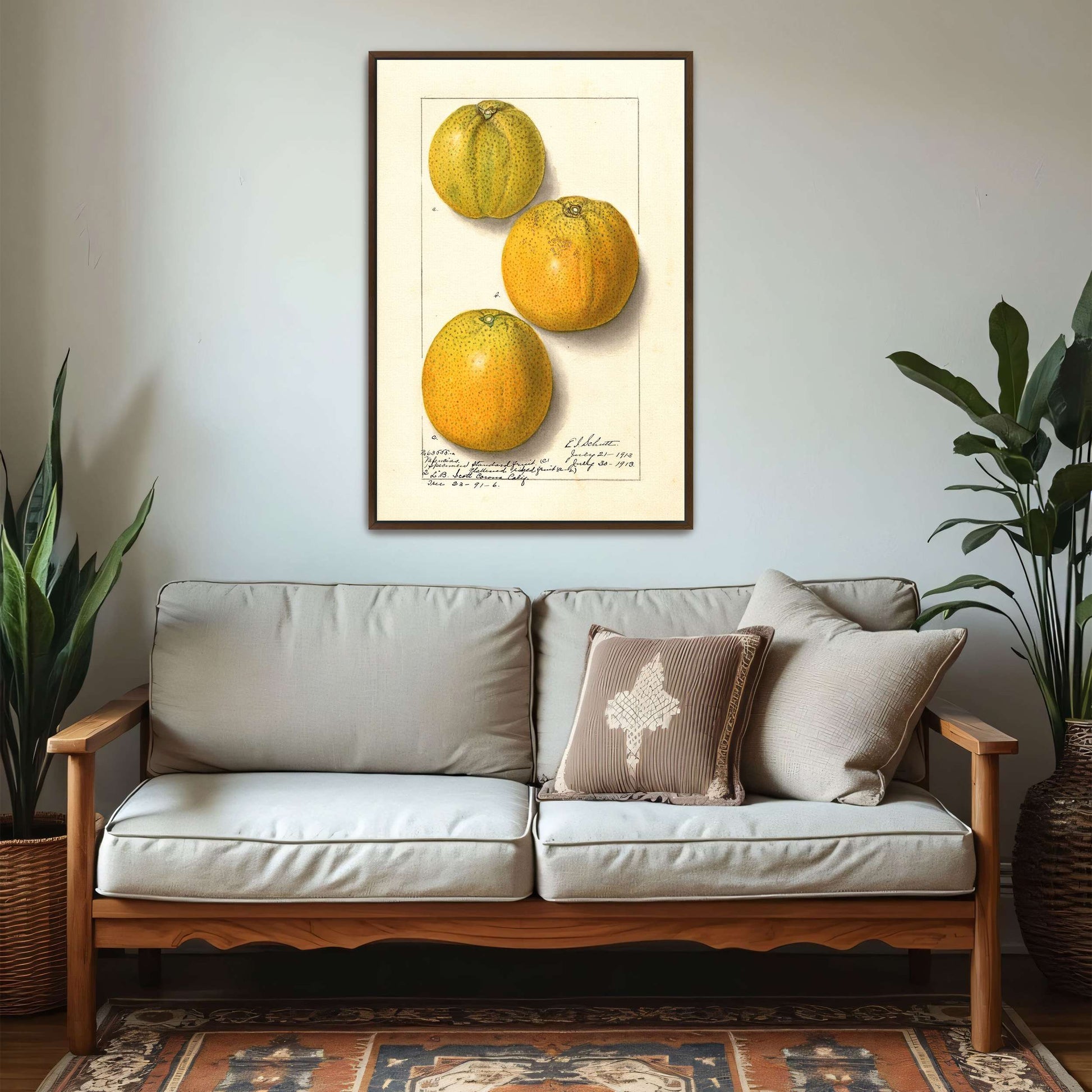 Three oranges, botanical illustration by Ellen Isham Schutt