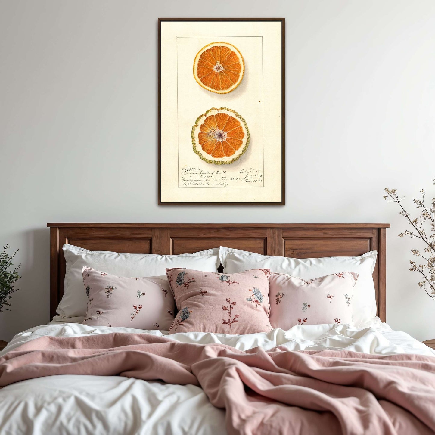 Orange slices, botanical illustration by Ellen Isham Schutt