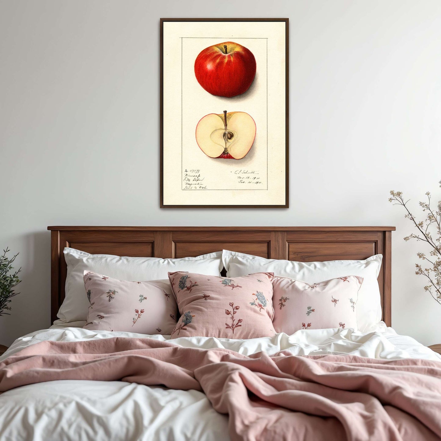 Winesap apple illustration by Ellen Isham Schutt