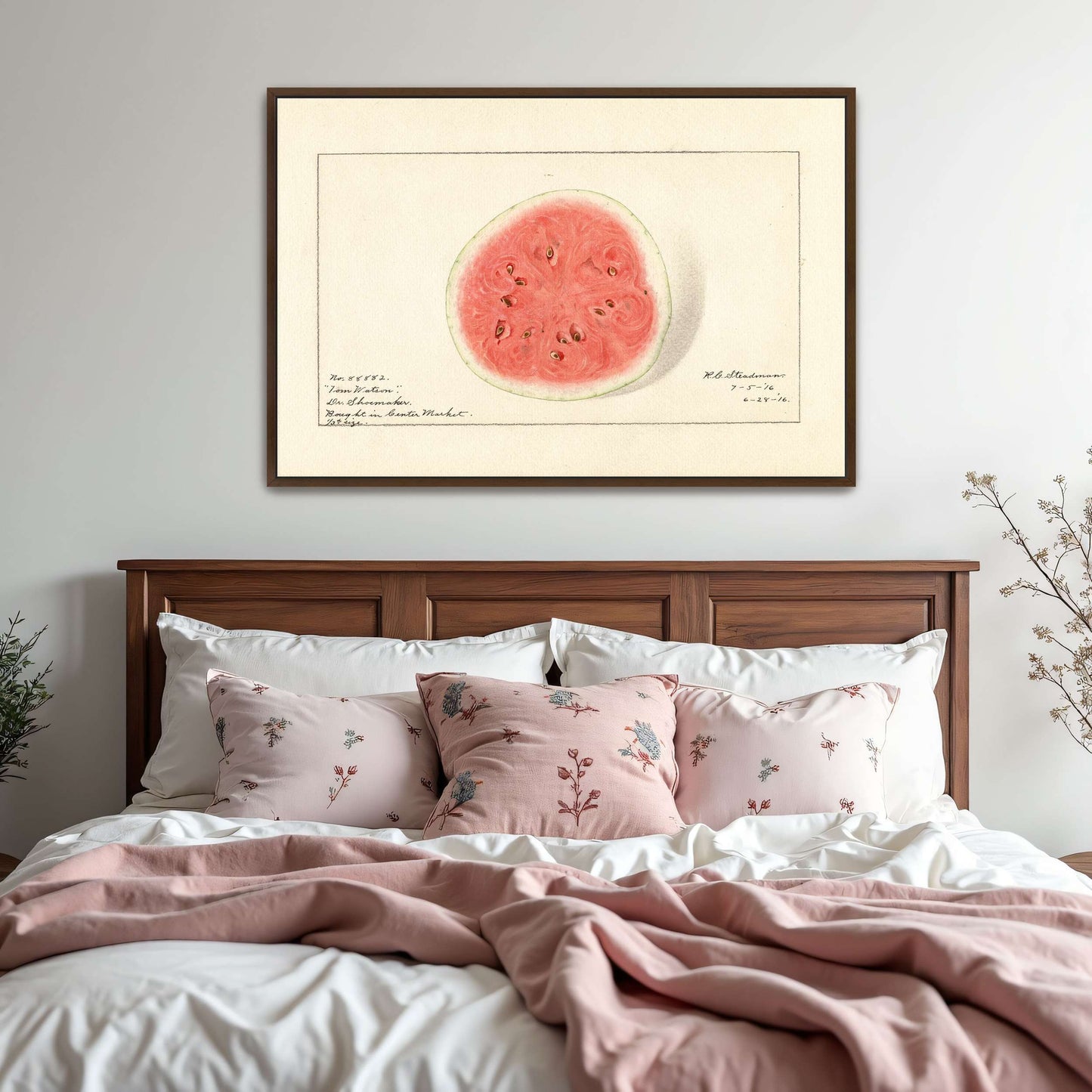Watermelon half, botanical illustration by Royal Charles Steadman