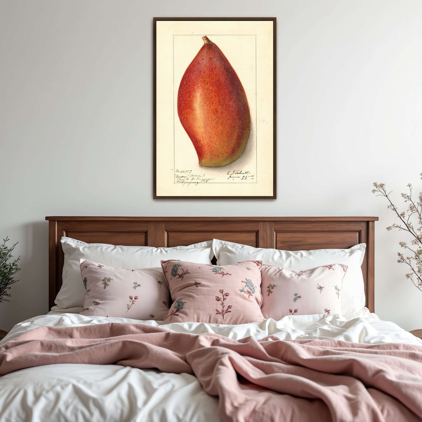 Red mango botanical illustration by Ellen Isham Schutt