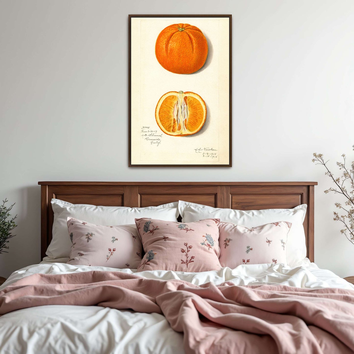 Orange fruit watercolor painting by Amanda Almira Newton