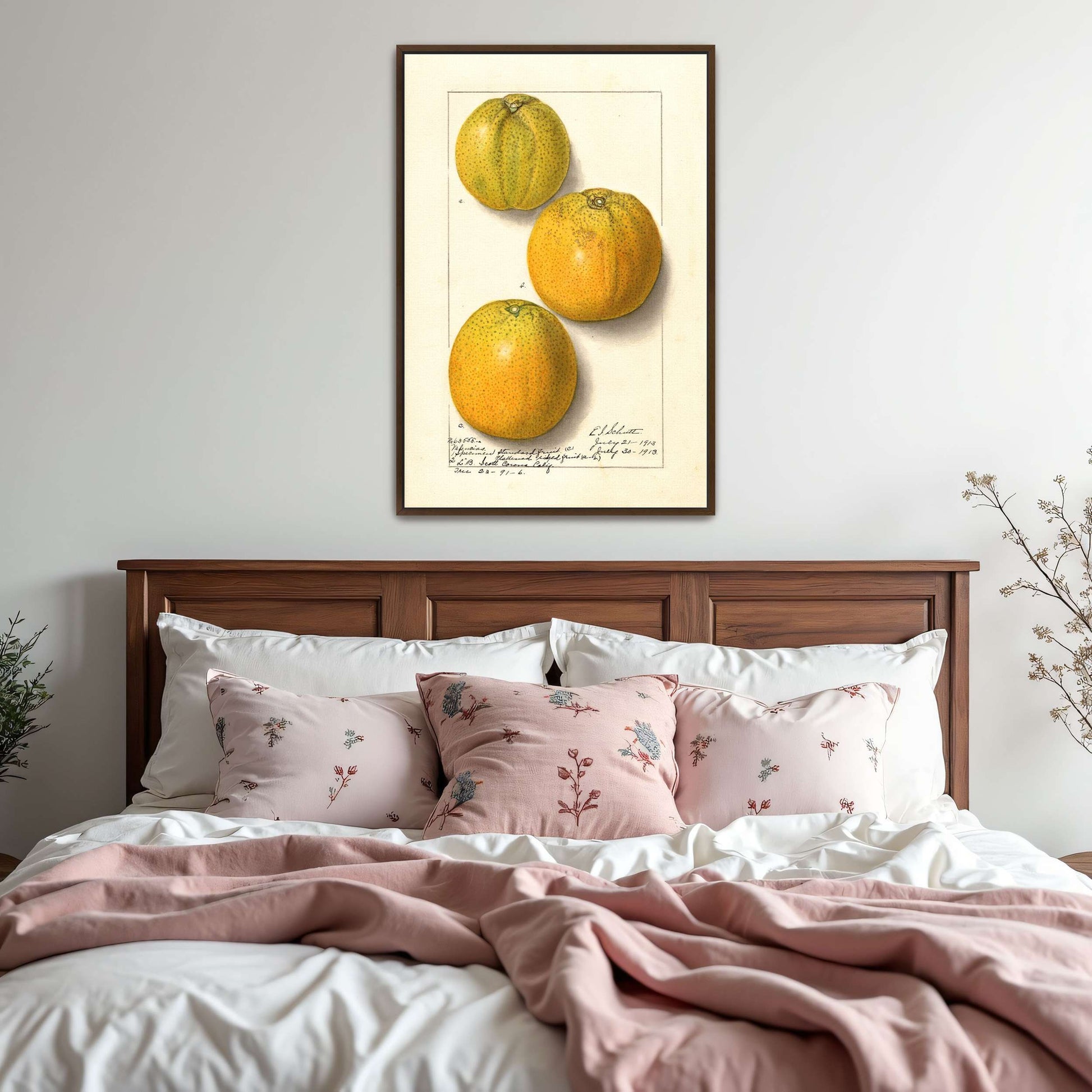 Three oranges, botanical illustration by Ellen Isham Schutt