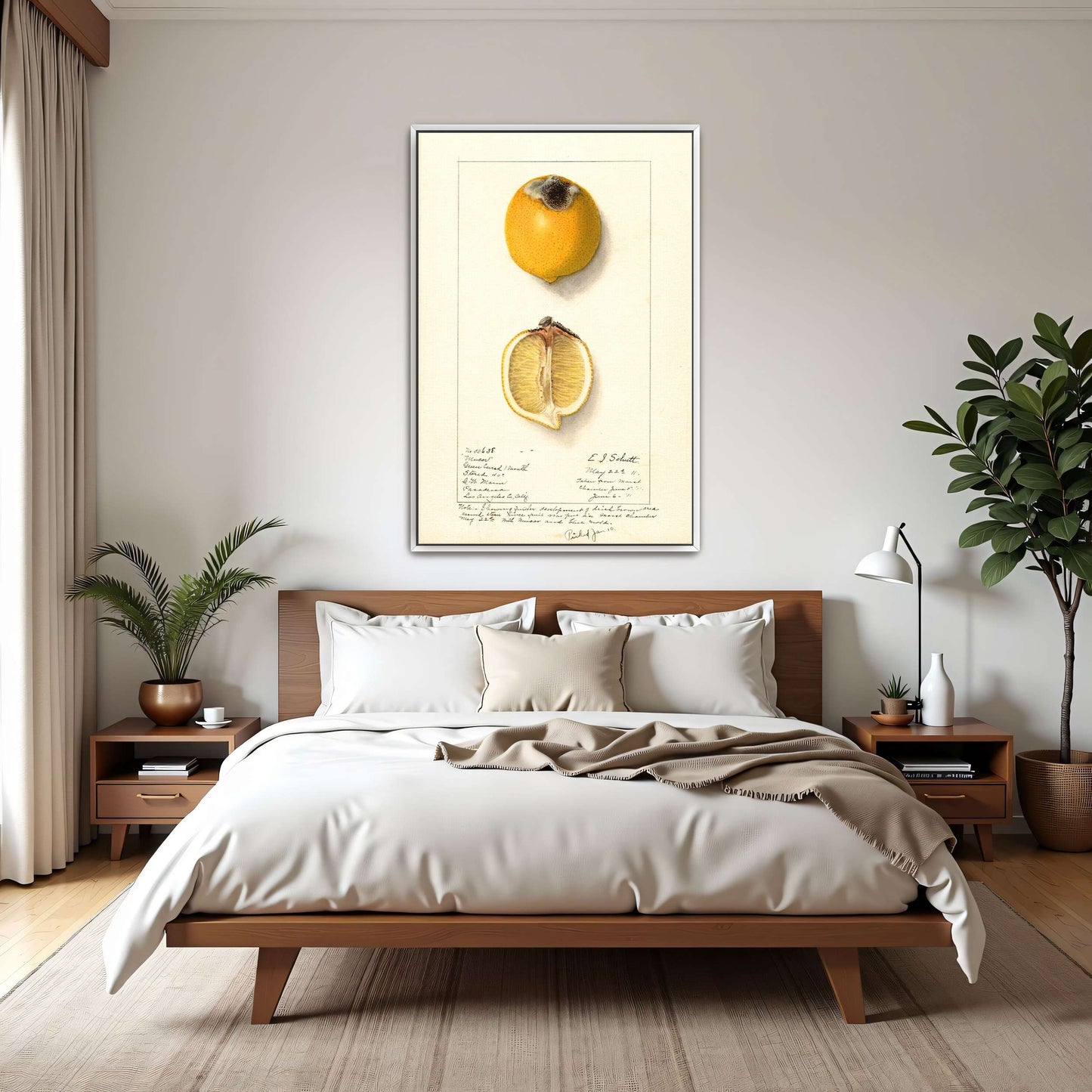 Lemon with Mucor by Ellen Isham Schutt
