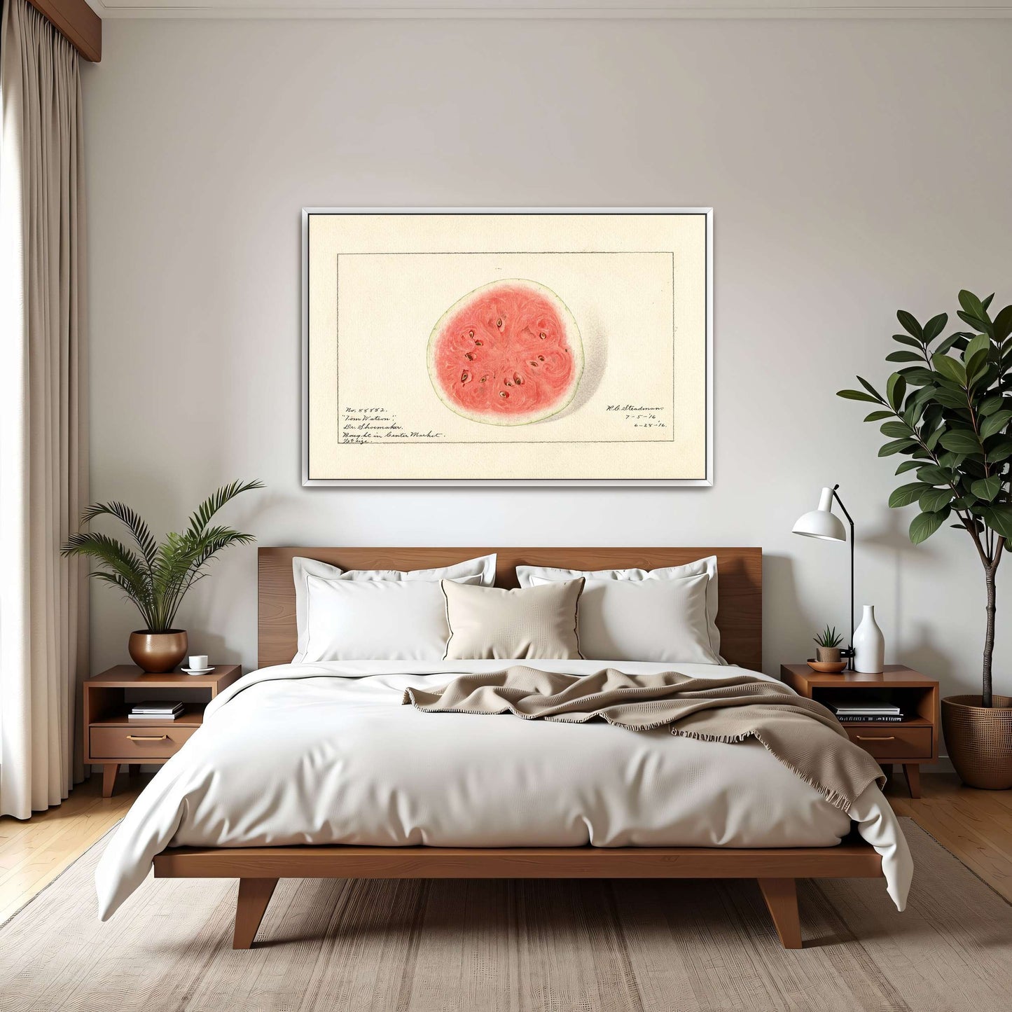 Watermelon half, botanical illustration by Royal Charles Steadman