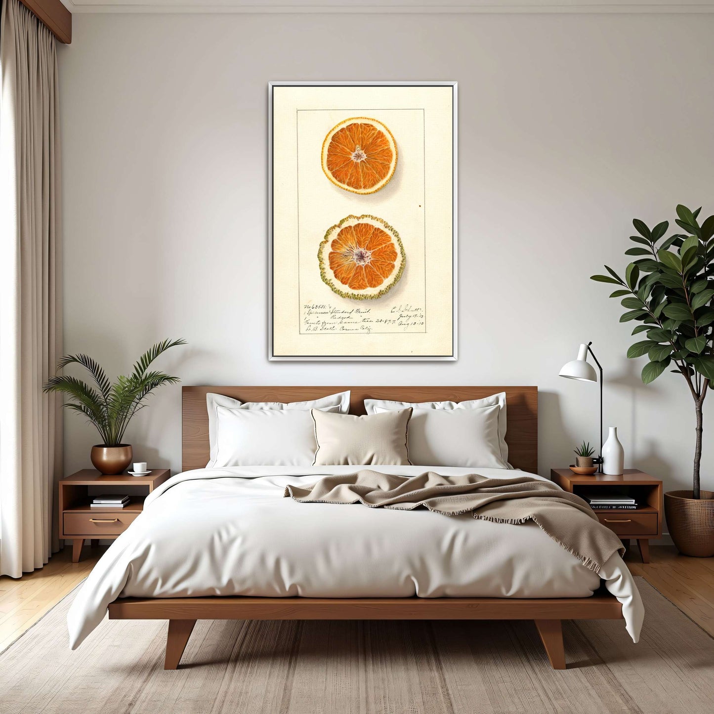 Orange slices, botanical illustration by Ellen Isham Schutt