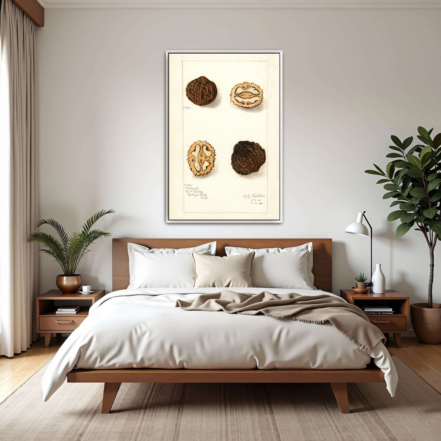 Walnut botanical illustration by Amanda Almira Newton