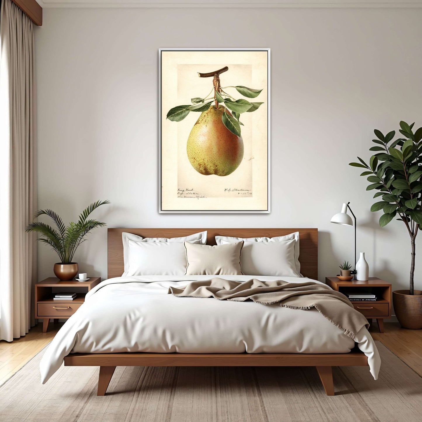 King Karl Pear Botanical Illustration by Royal Charles Steadman