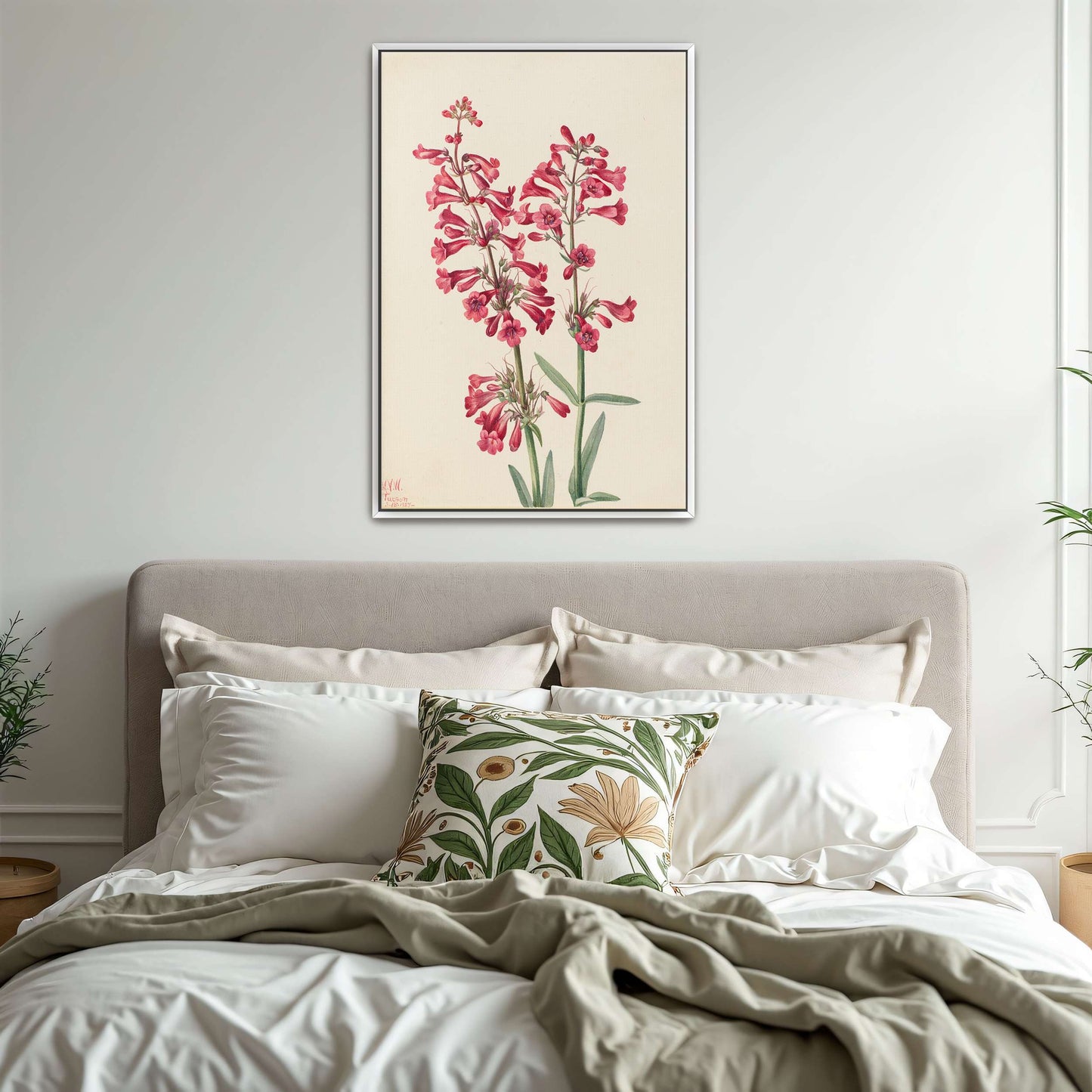 Pink wildflowers botanical art by Mary Vaux Walcott