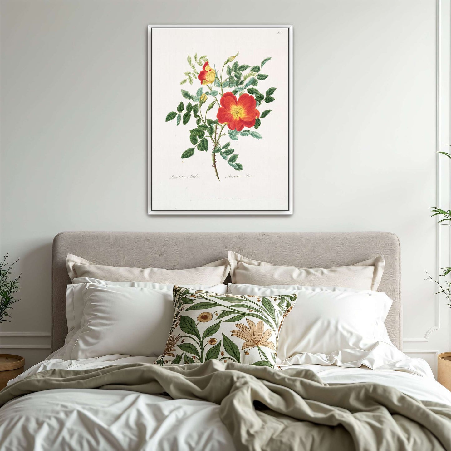 Austrian Rose botanical illustration by Mary Lawrance