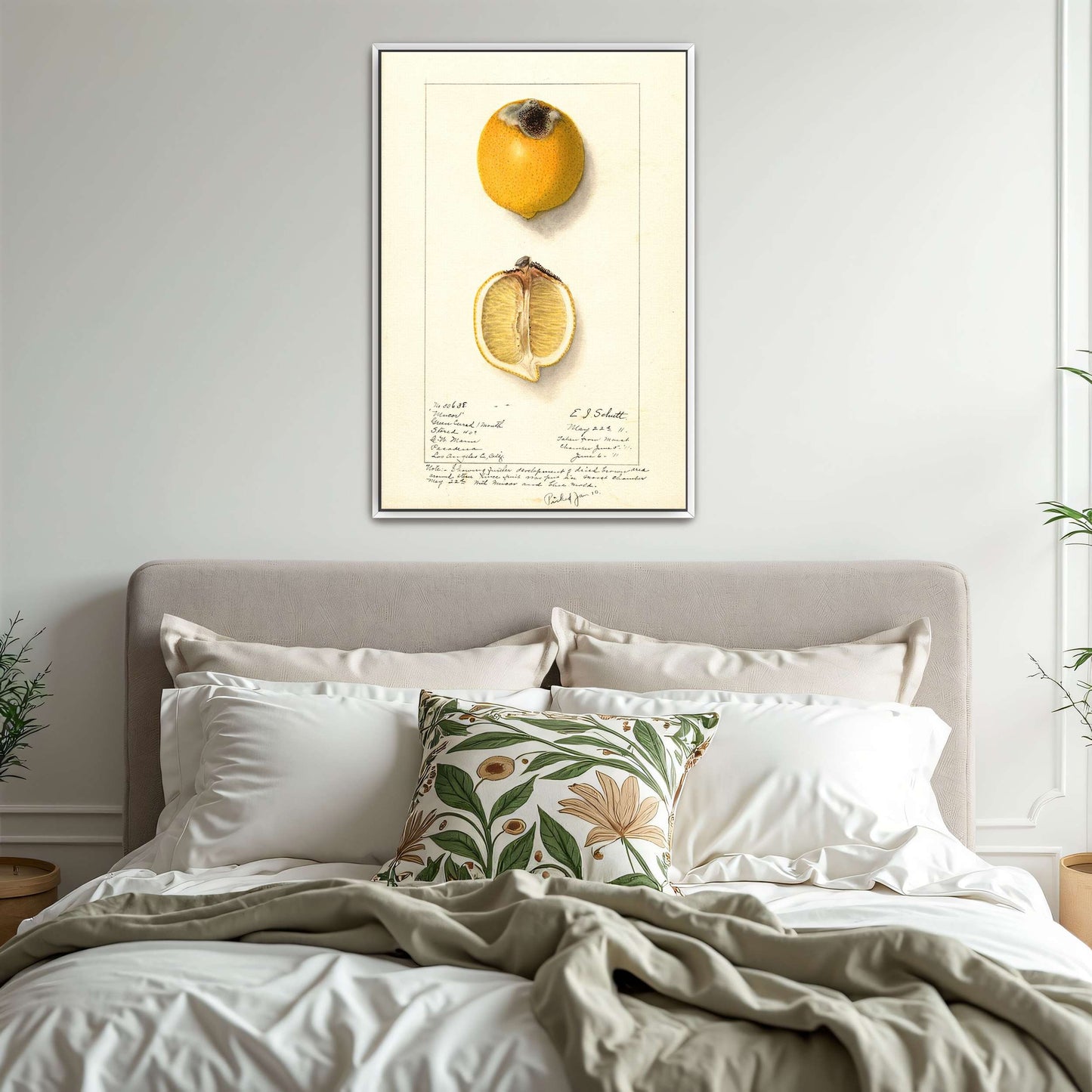 Lemon with Mucor by Ellen Isham Schutt