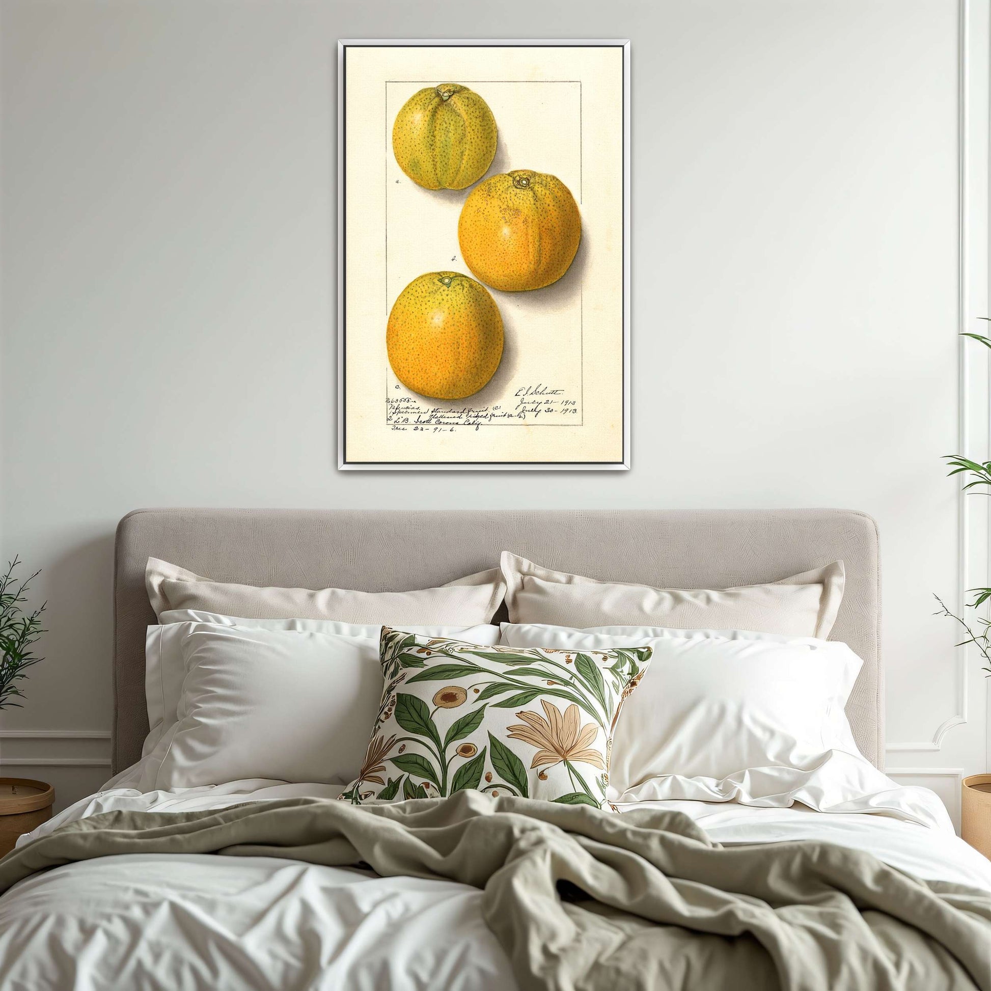 Three oranges, botanical illustration by Ellen Isham Schutt
